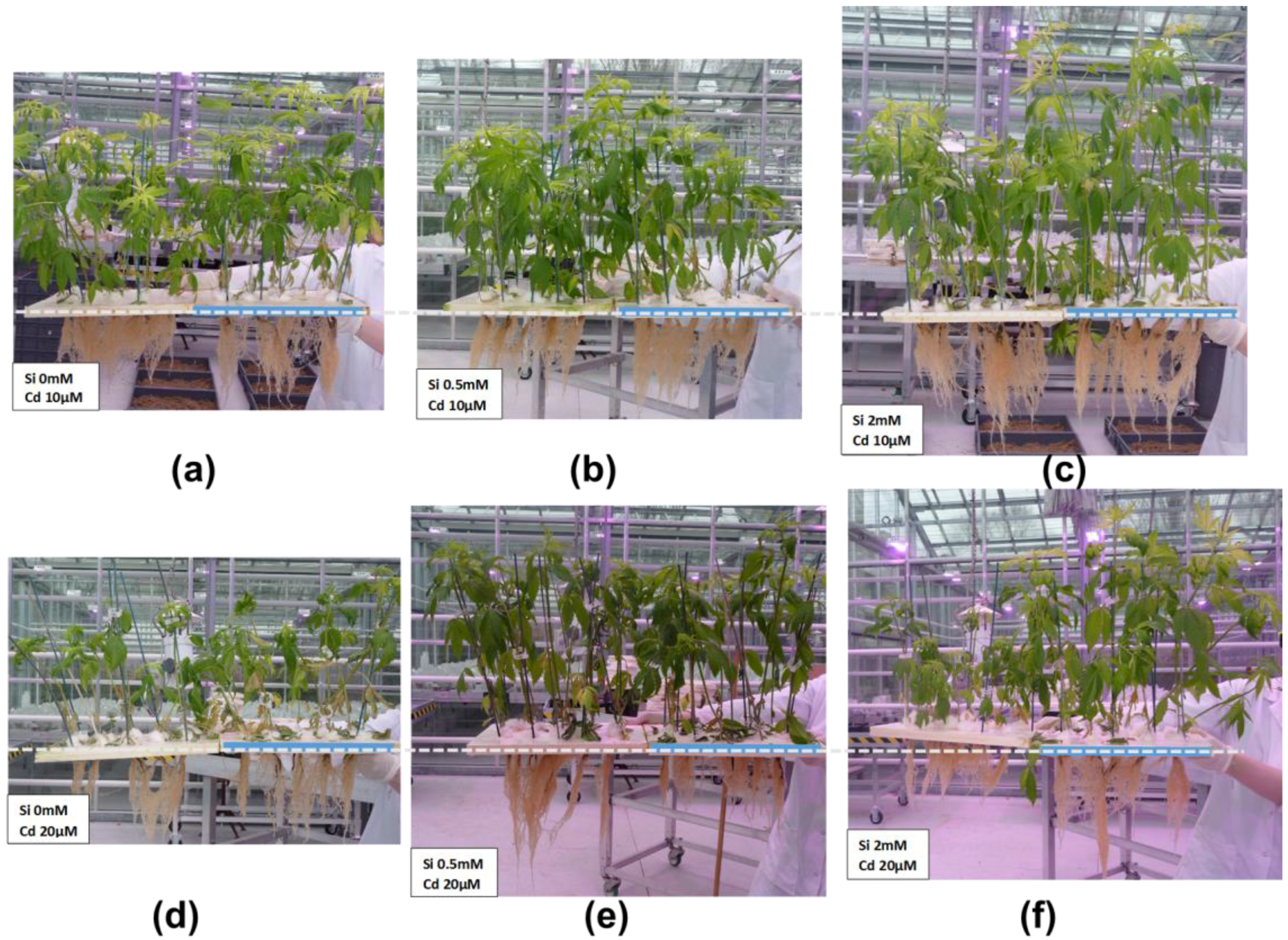 Plants 06 00037 g002 550