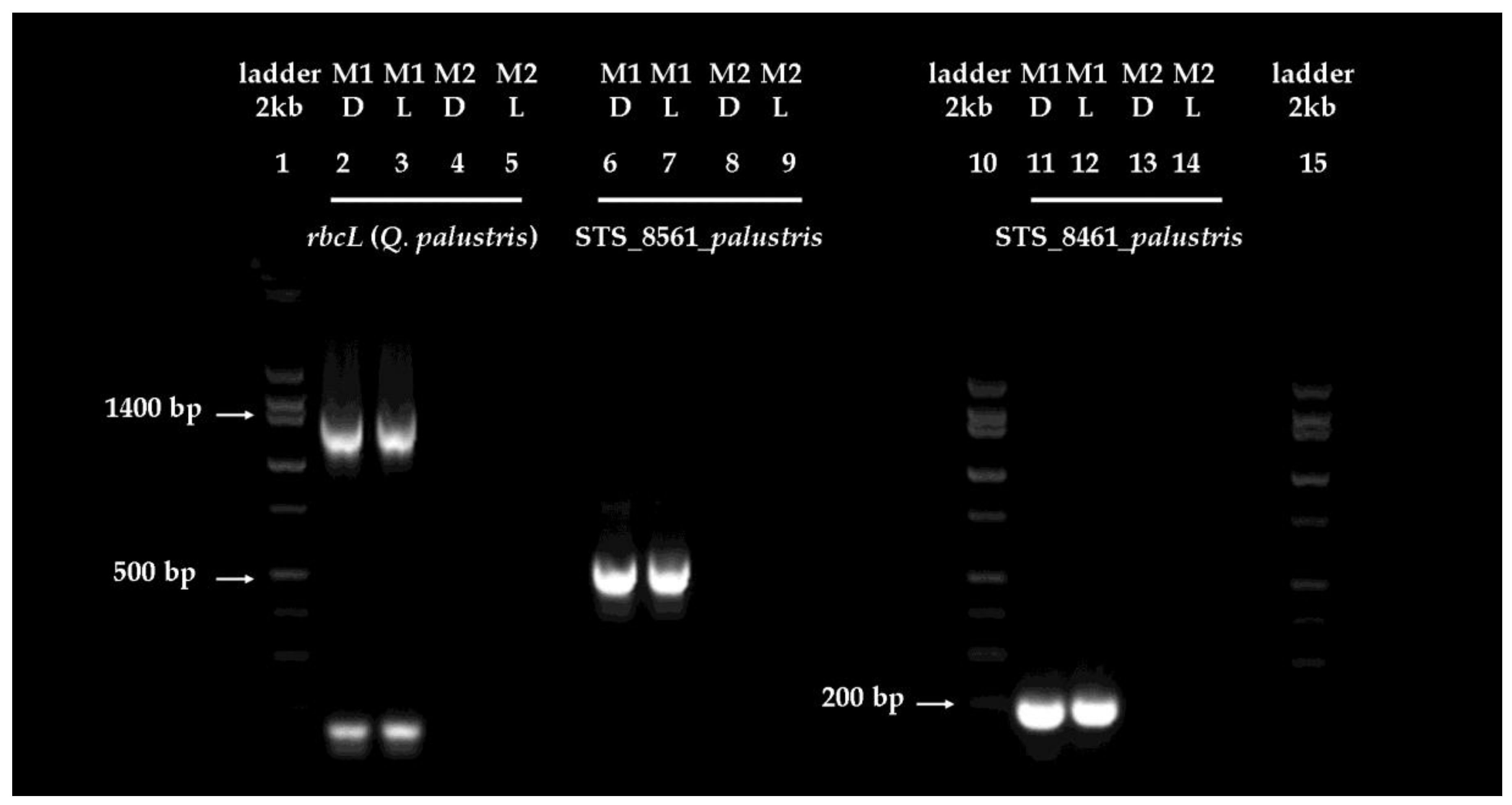 Plants 06 00052 g003 Plants 06 00052 g003