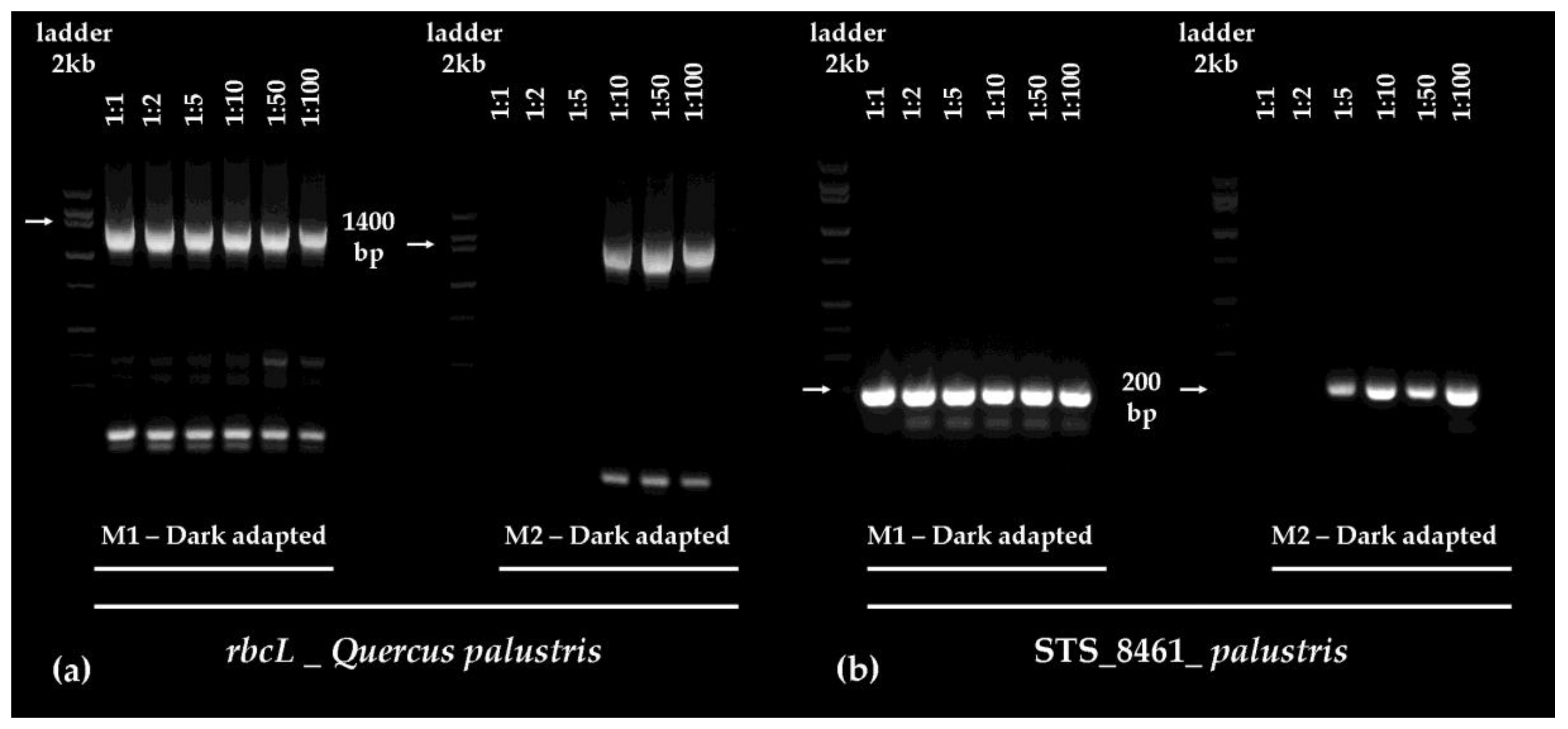 Plants 06 00052 g004 Plants 06 00052 g004