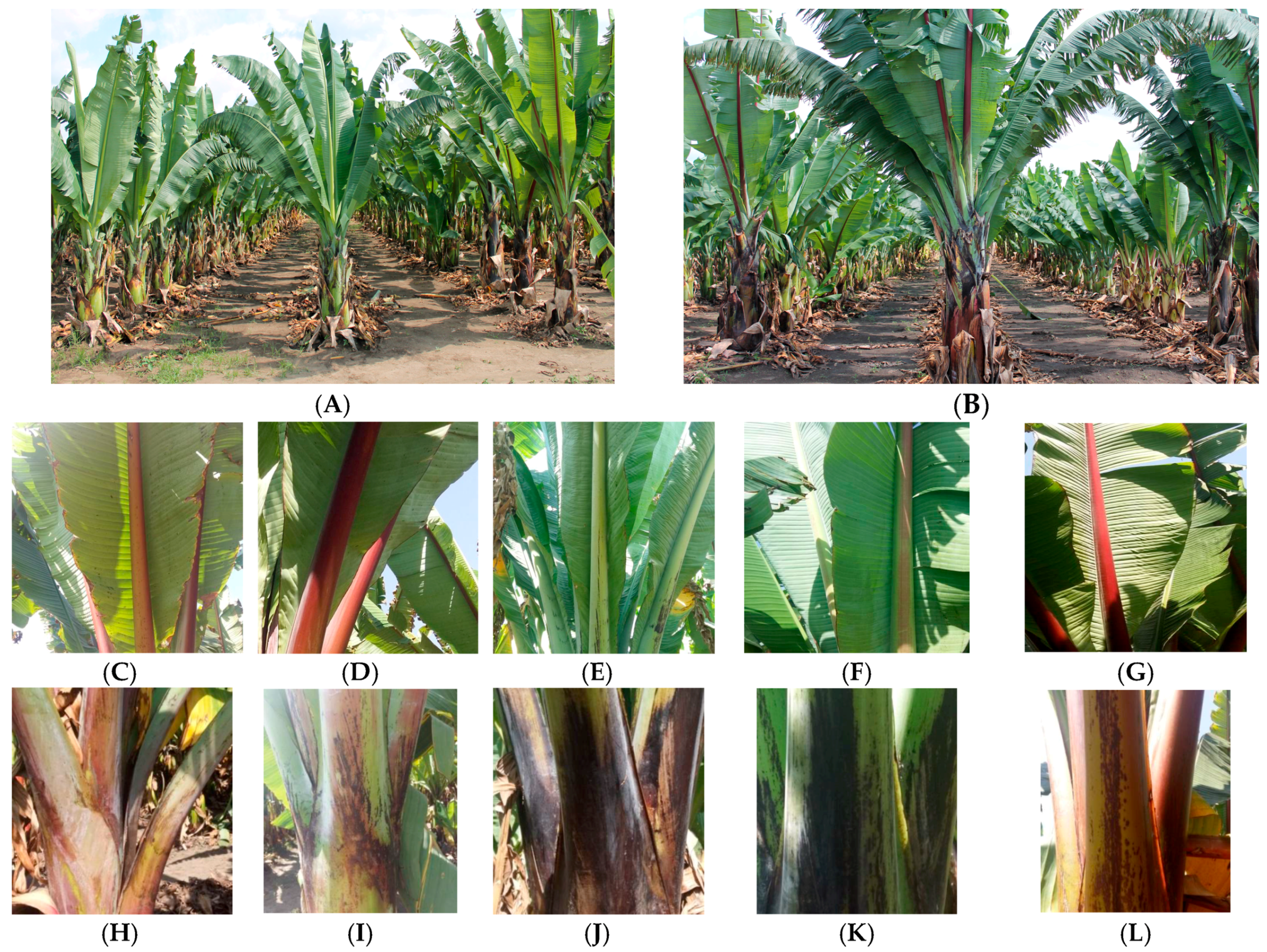 Plants 06 00056 g001