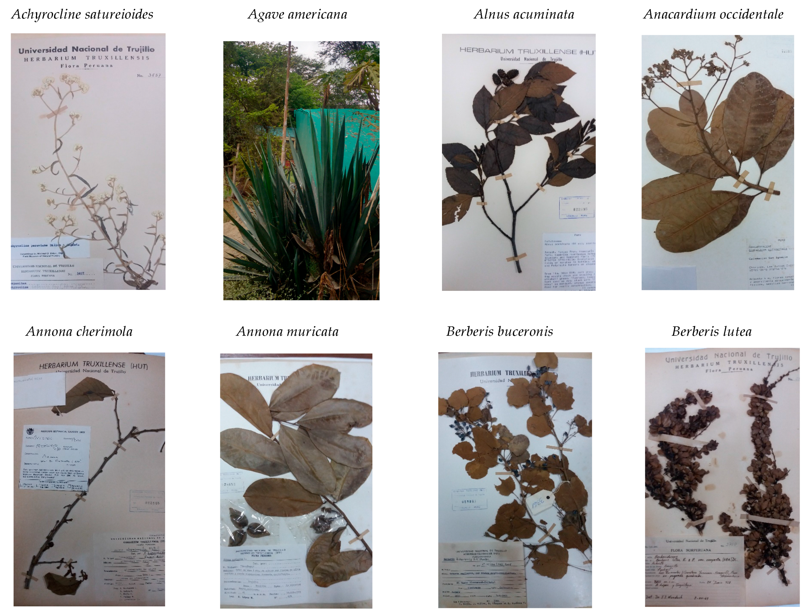 Plants 06 00063 g002a 550