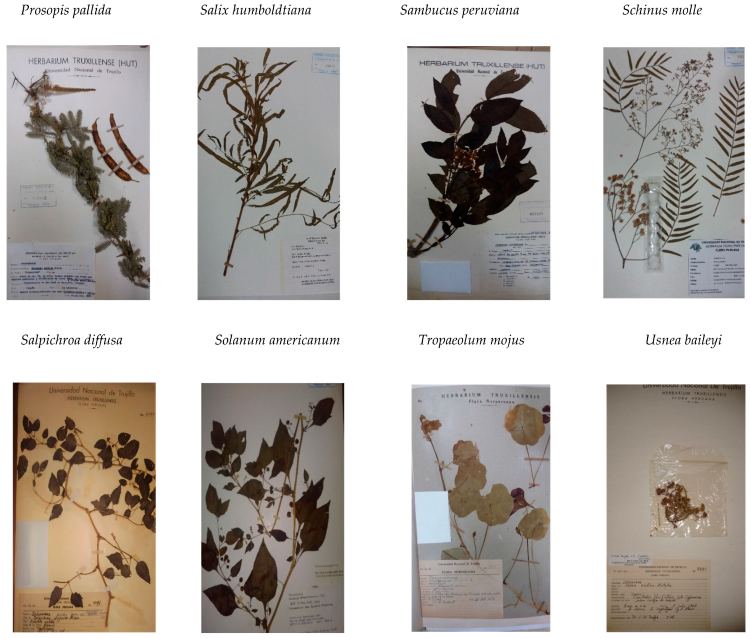 Plants 06 00063 g002c 550