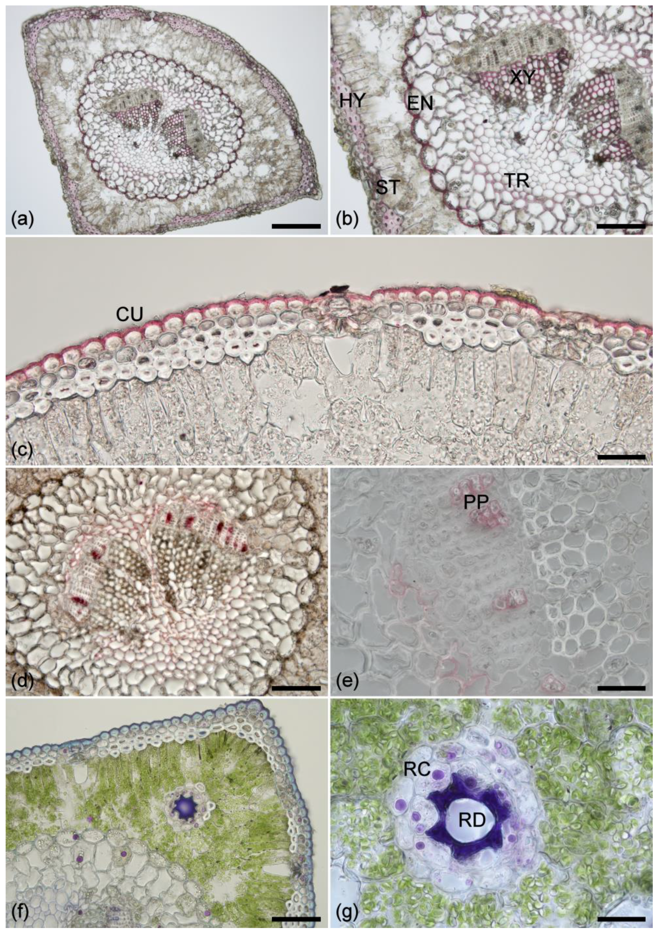 Plants 07 00010 g001 Plants 07 00010 g001
