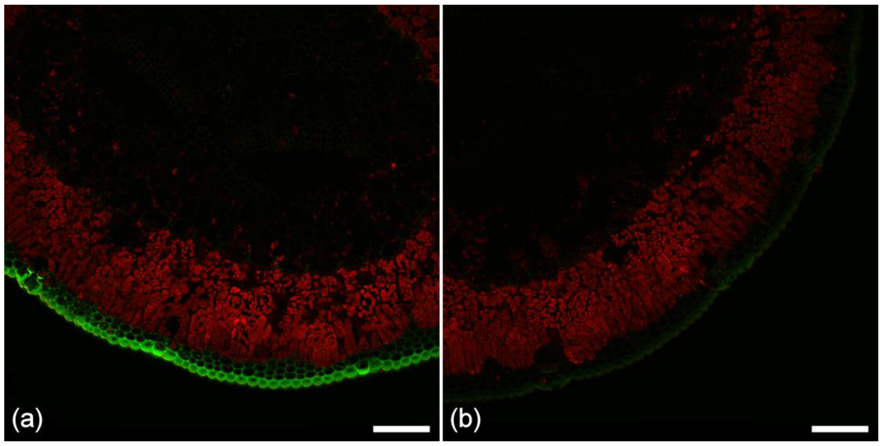 Plants 07 00010 g003 Plants 07 00010 g003