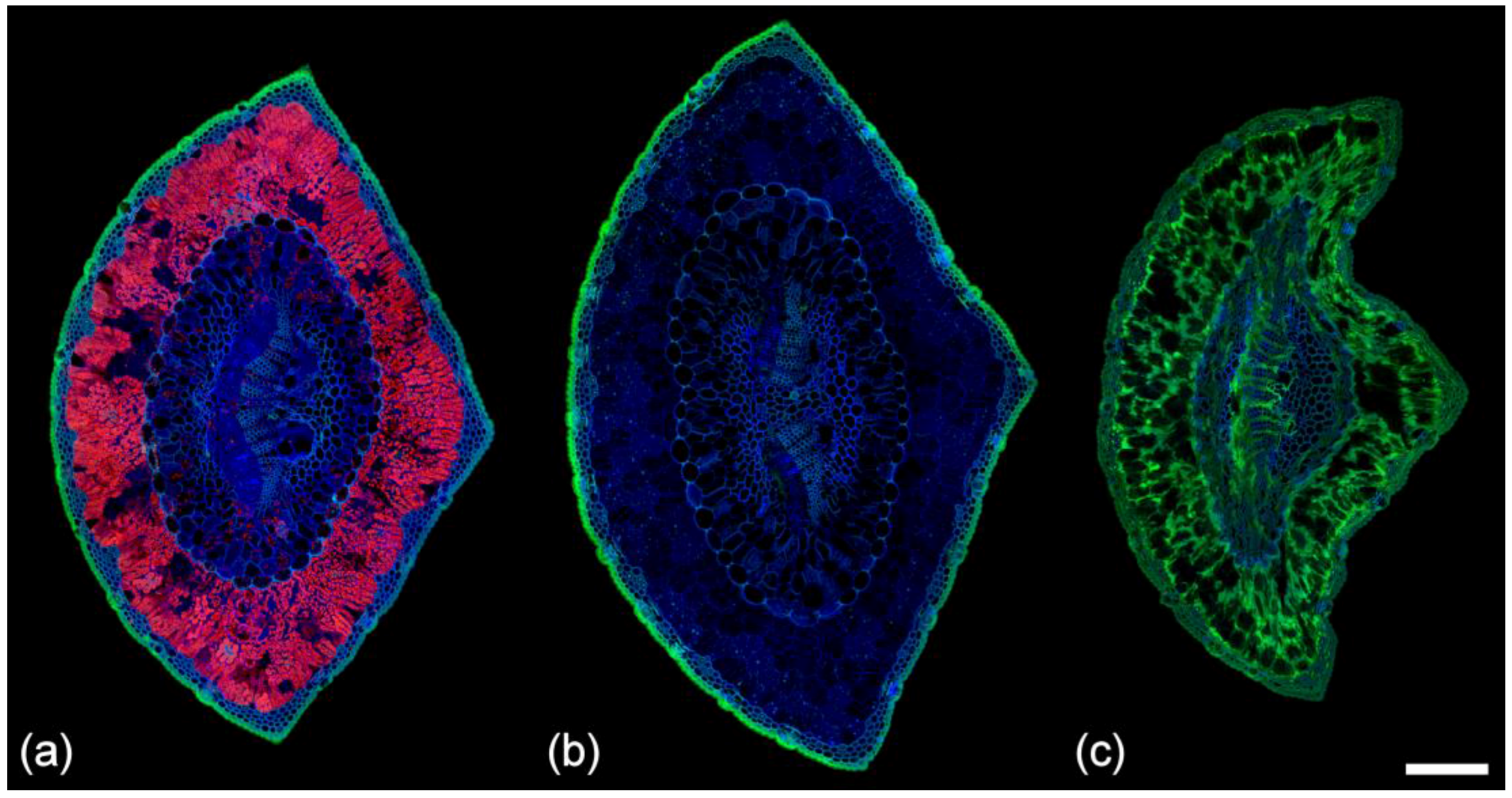 Plants 07 00010 g004 Plants 07 00010 g004