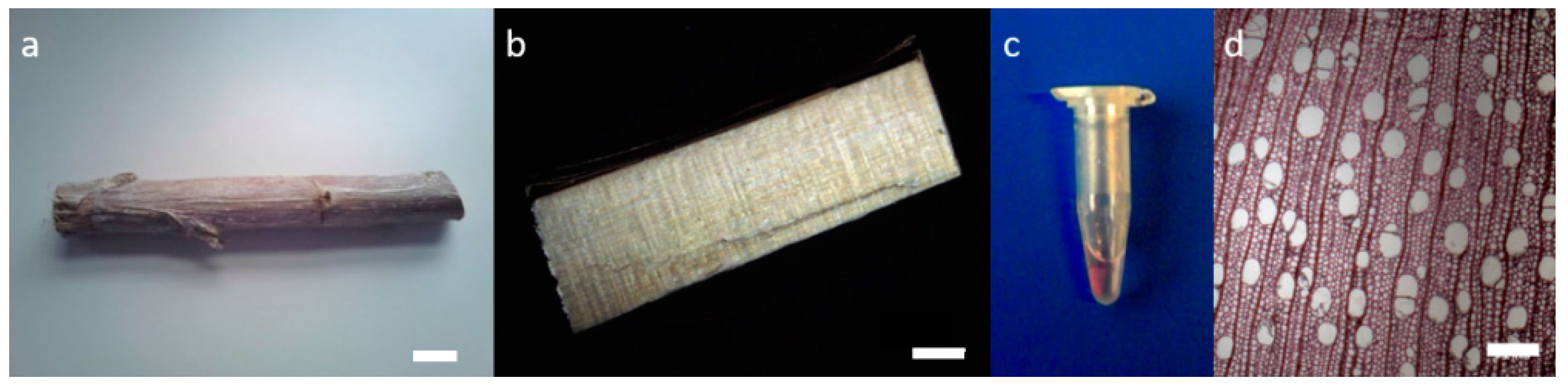 Plants 07 00011 g005