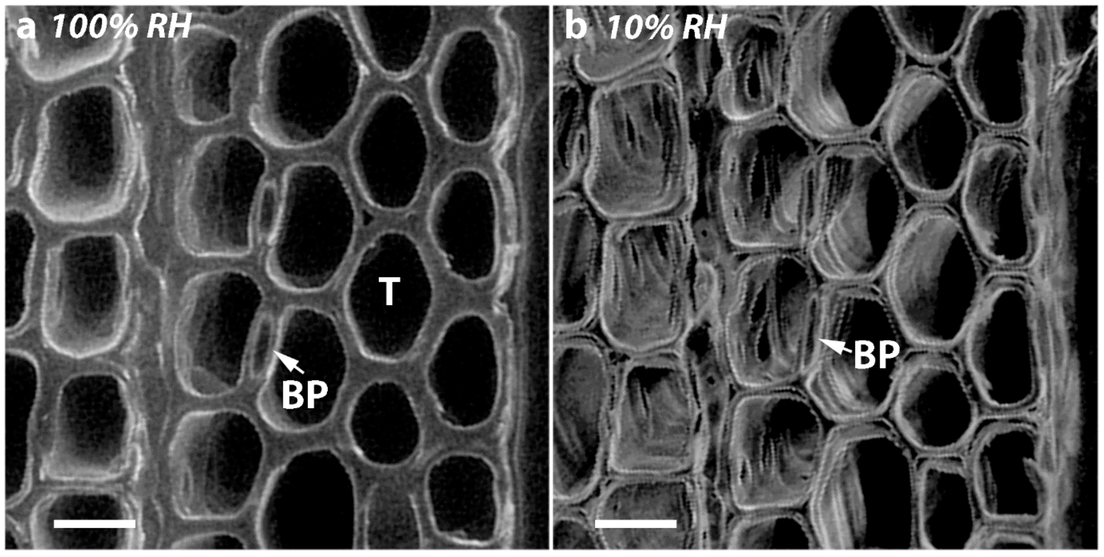 Plants 07 00014 g005