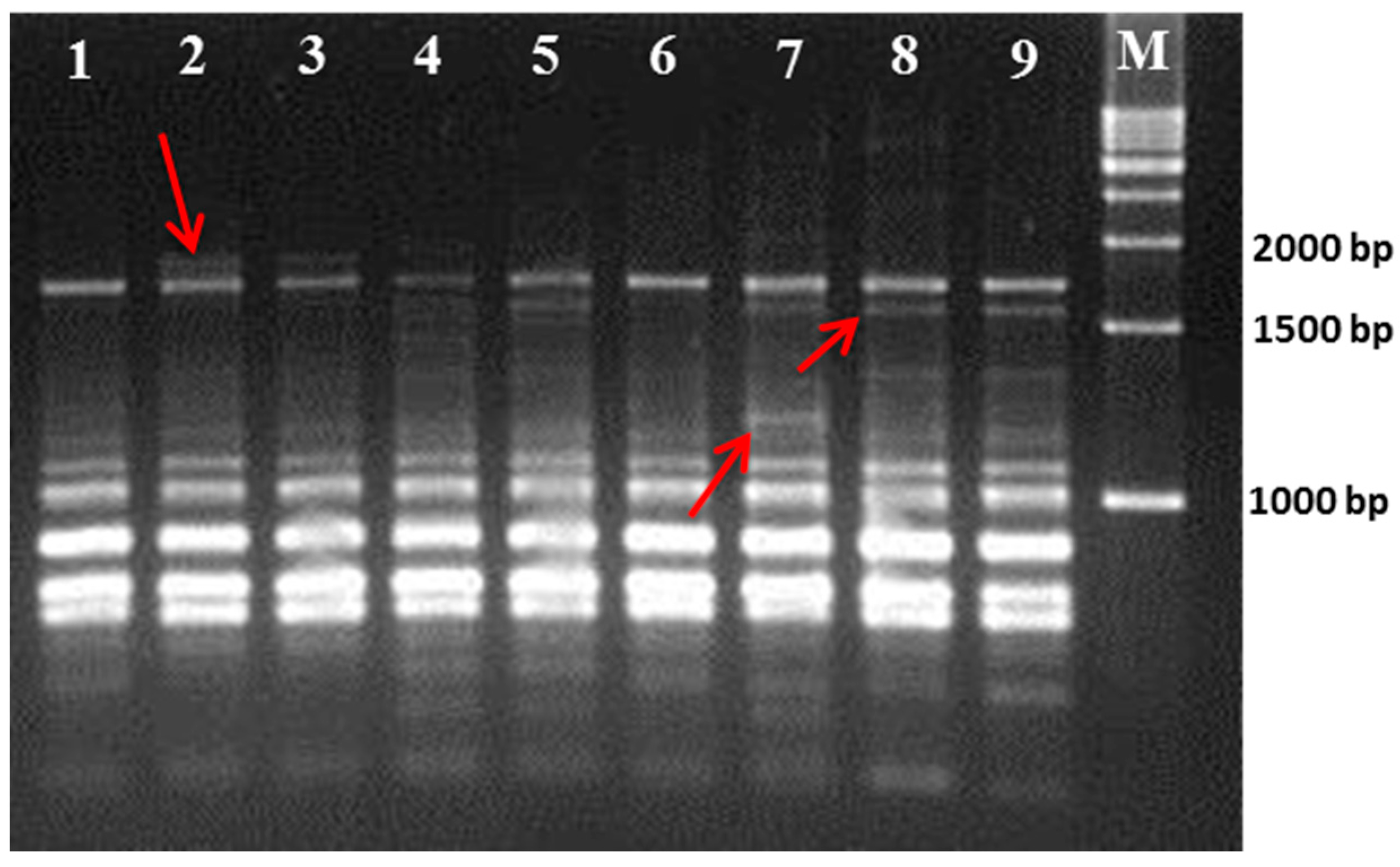 Plants 07 00021 g002 Plants 07 00021 g002