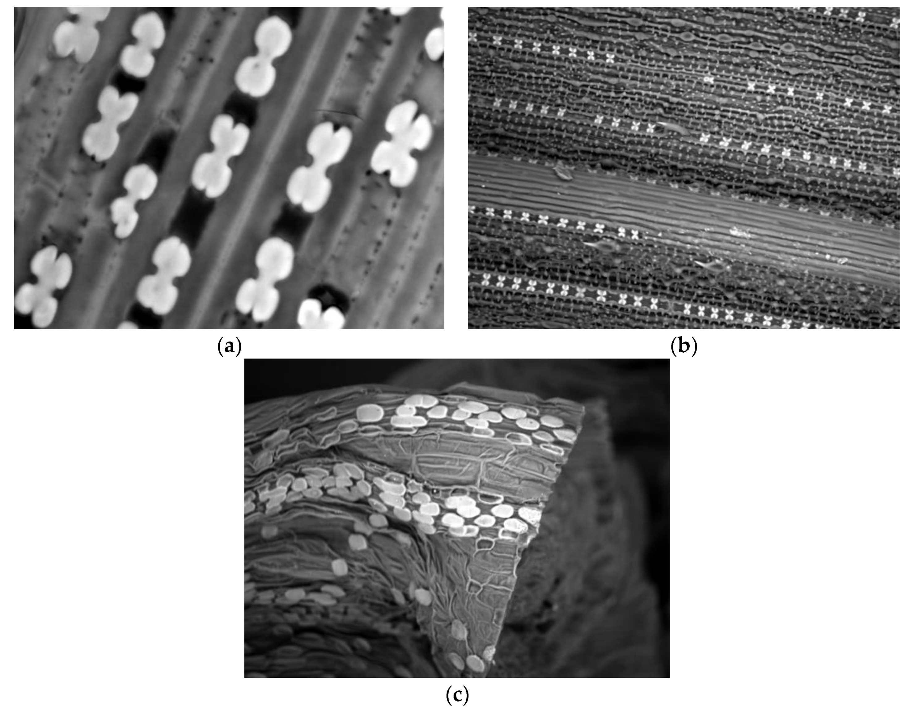 Plants 07 00033 g002