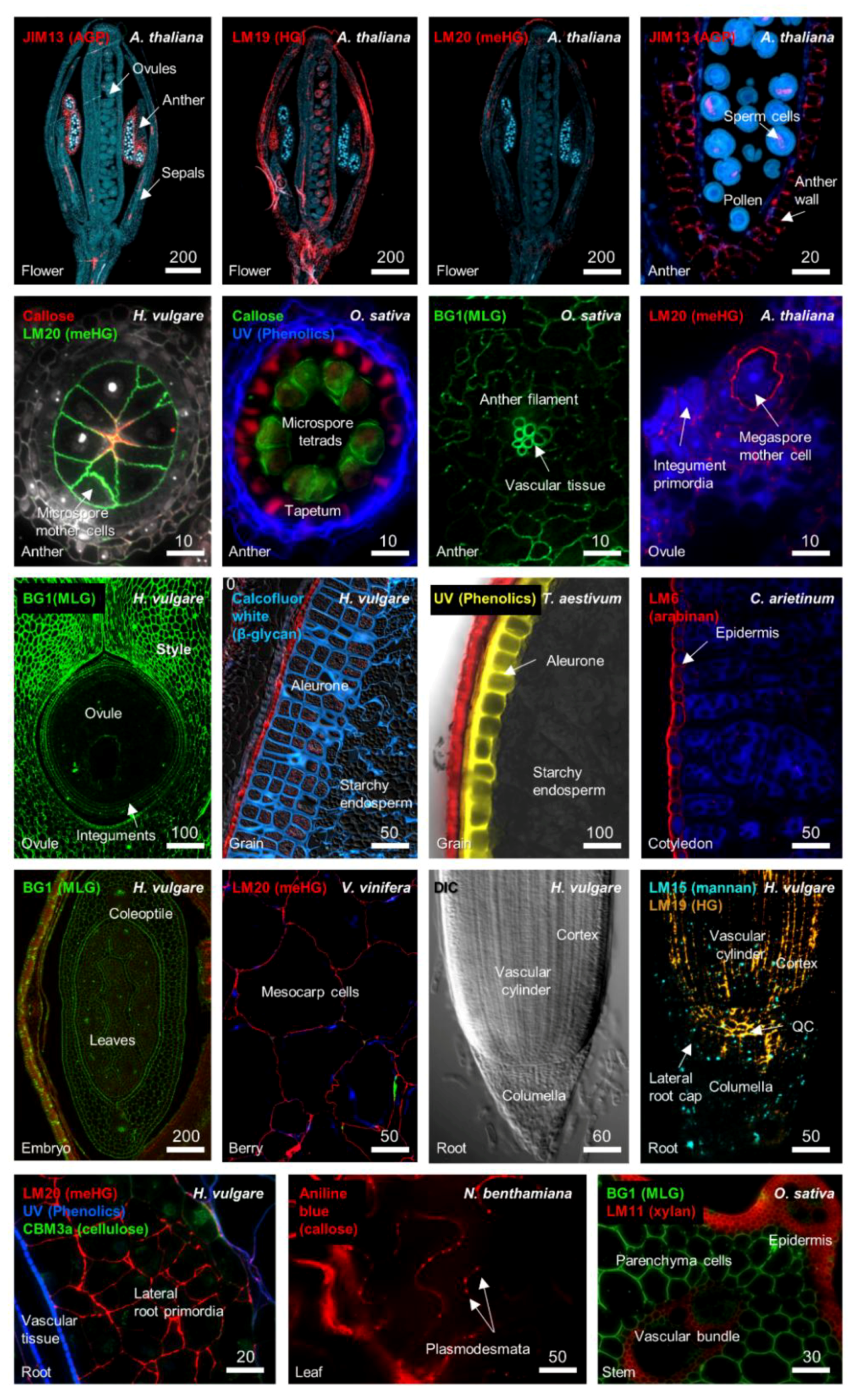 Plant Cell Reports Author Guidelines : Plant Cell Environment Wiley Online Library - Plant cell reports author guidelines.