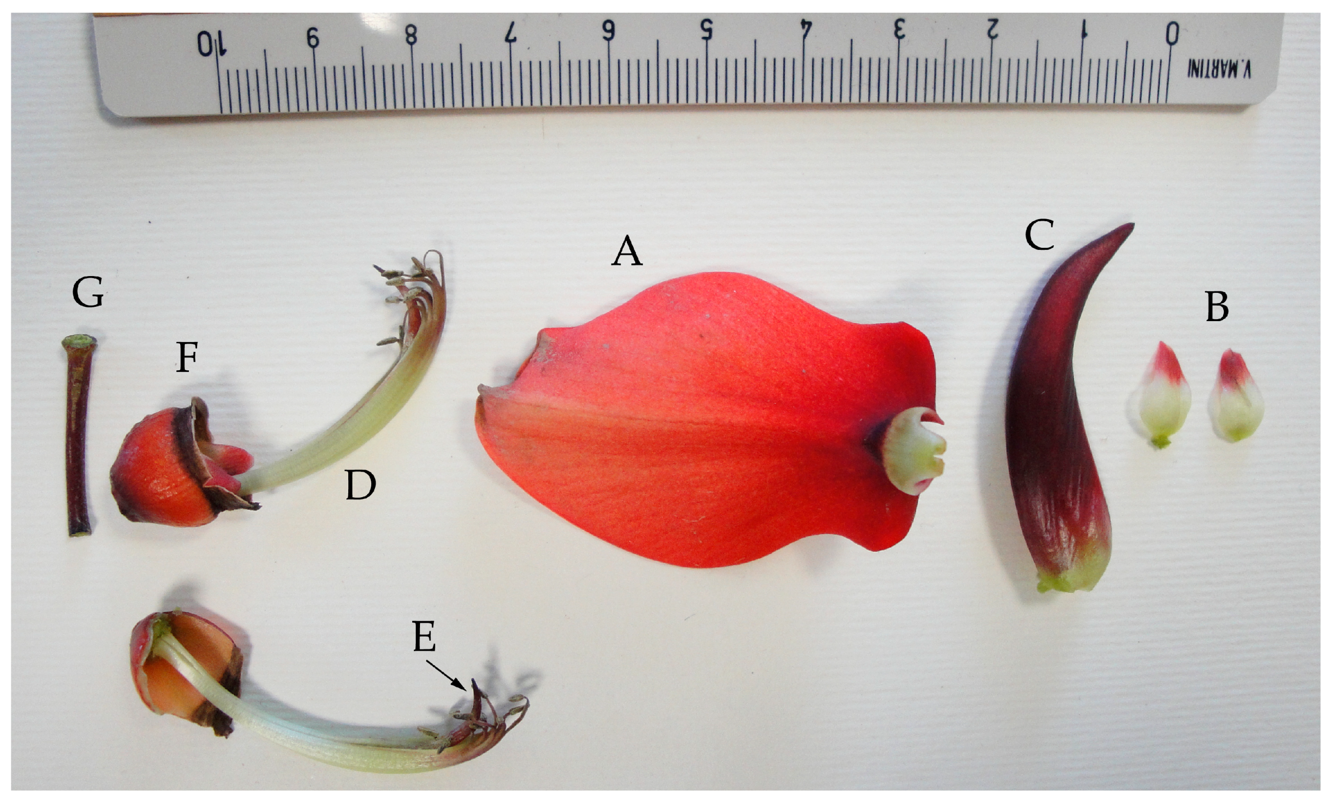 Plants 07 00043 g001