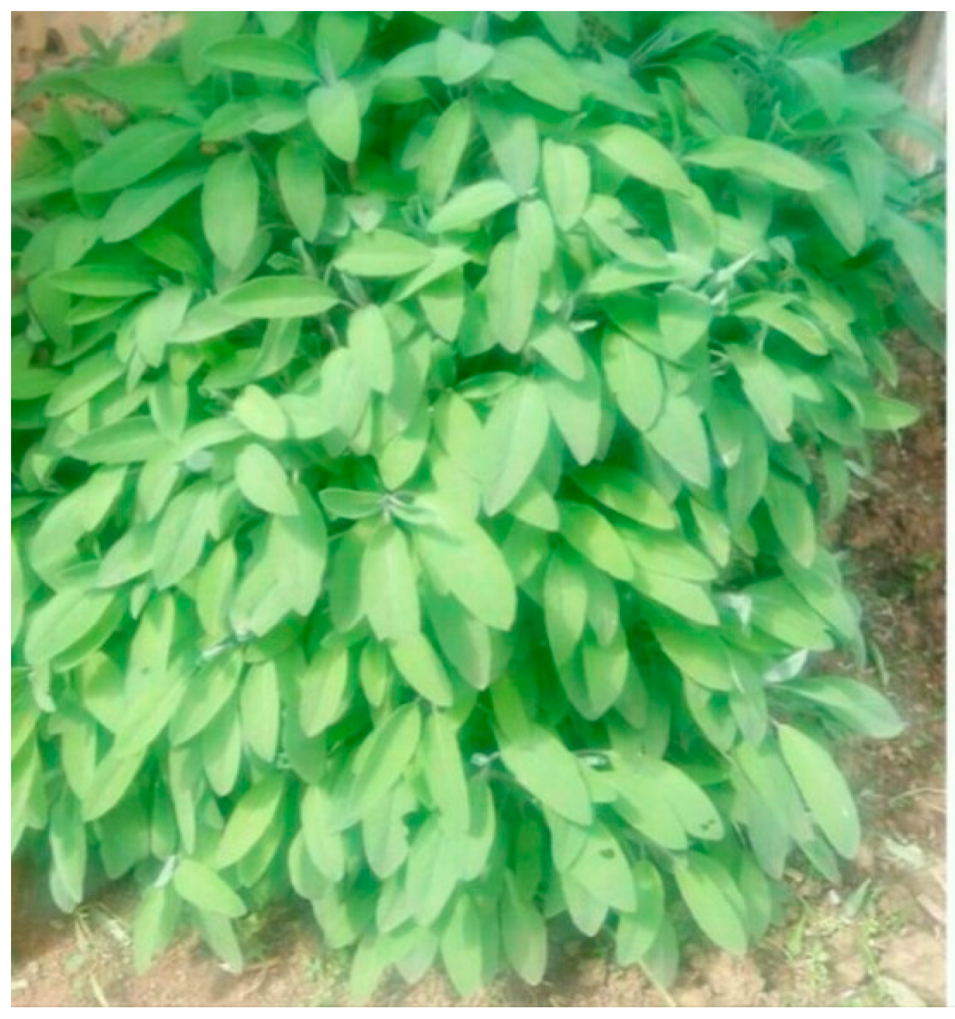 Plants 07 00044 g006 Plants 07 00044 g006