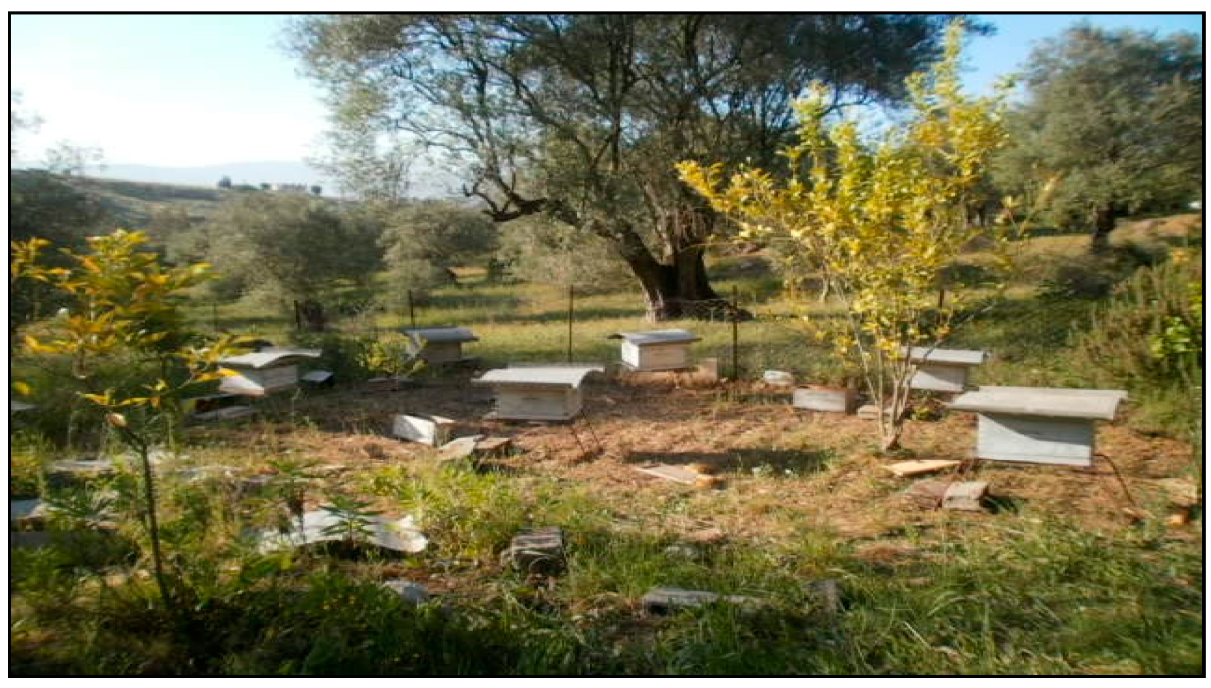 Plants 07 00044 g007 Plants 07 00044 g007