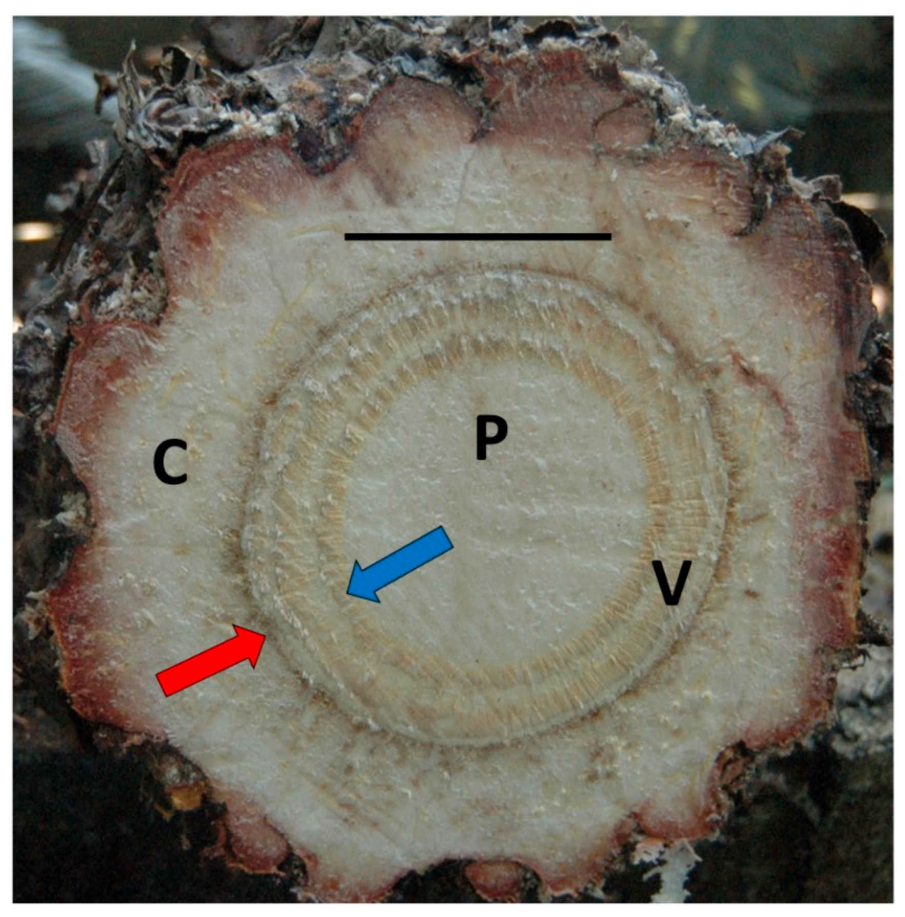 Plants 07 00049 g001