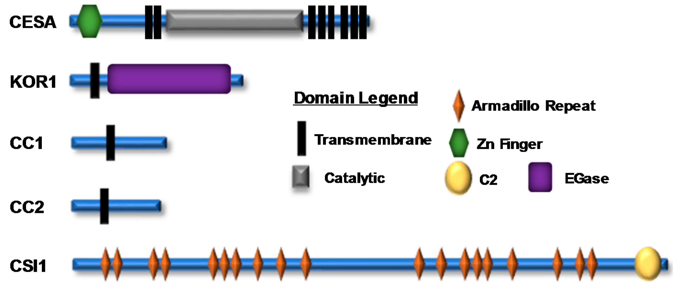 Plants 07 00052 g002