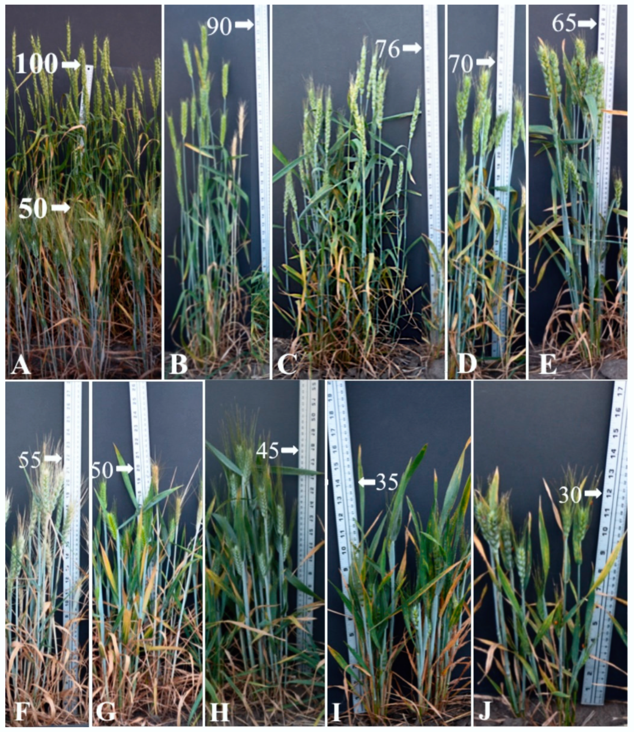 Plants 07 00058 g002