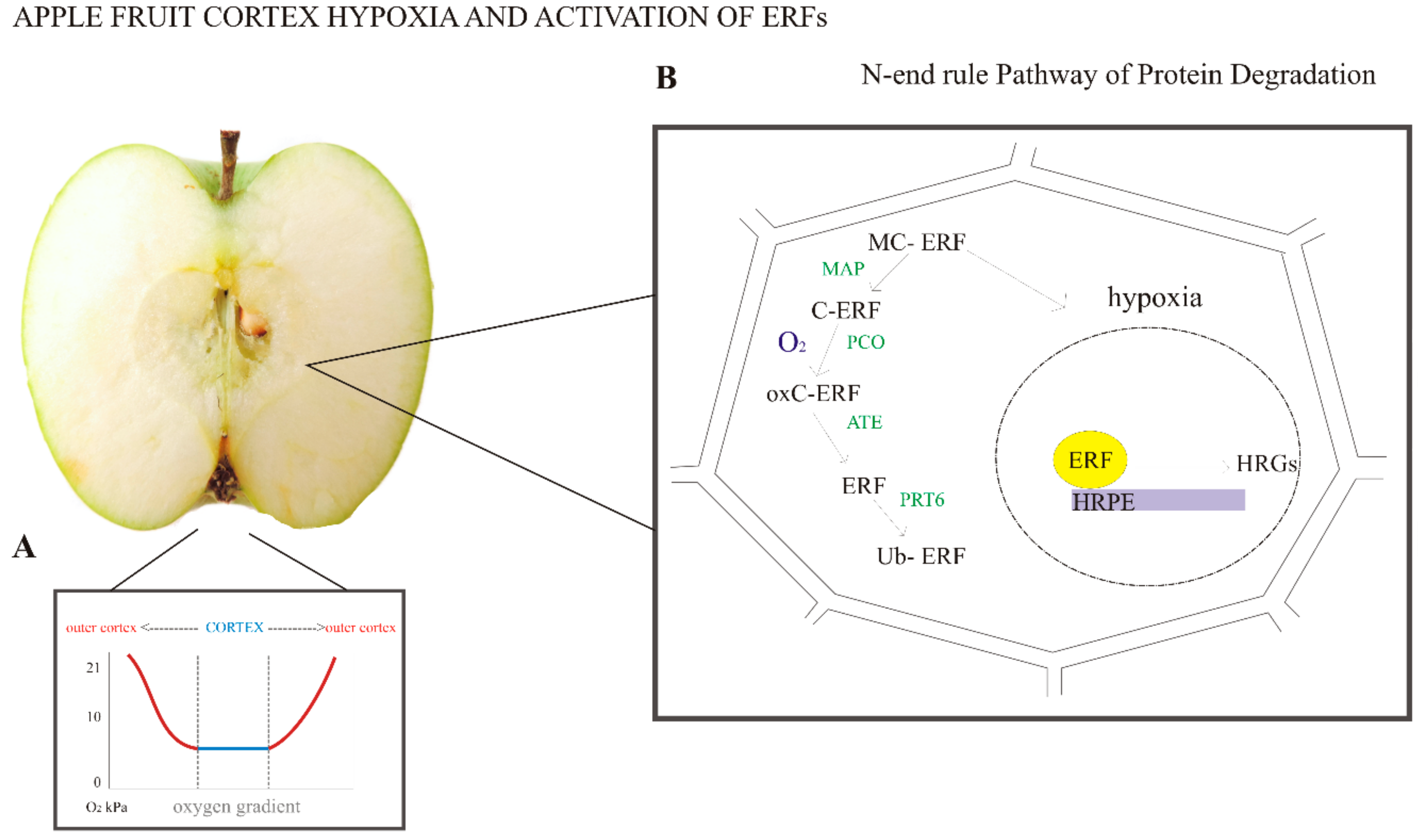 Plants 07 00078 g002
