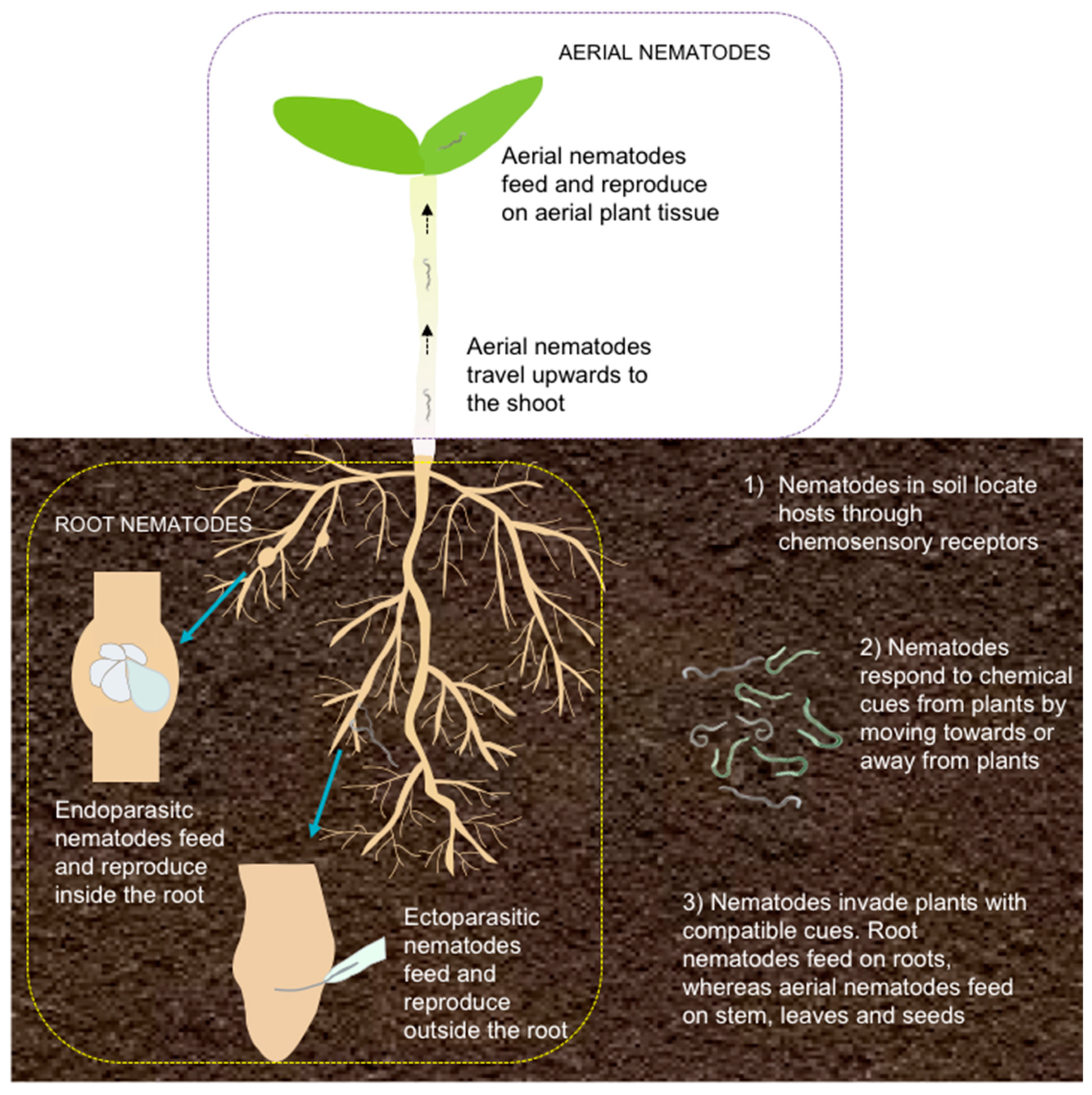 What are Plant-Parasitic Nematodes? 