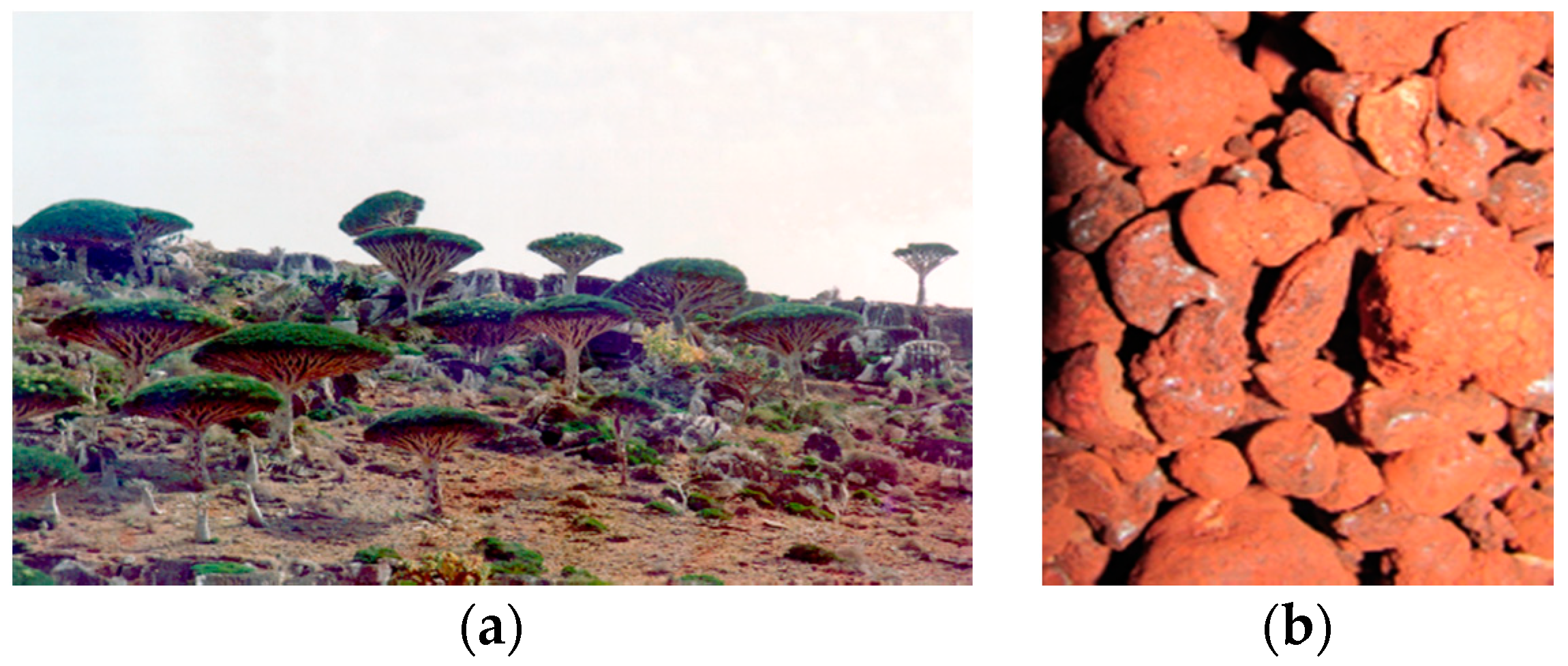 Plants 07 00091 g001 550