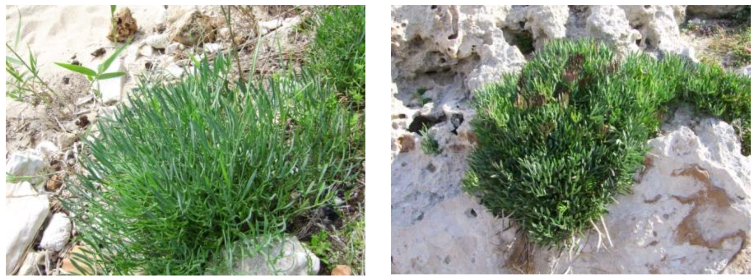 Plants 07 00092 g001