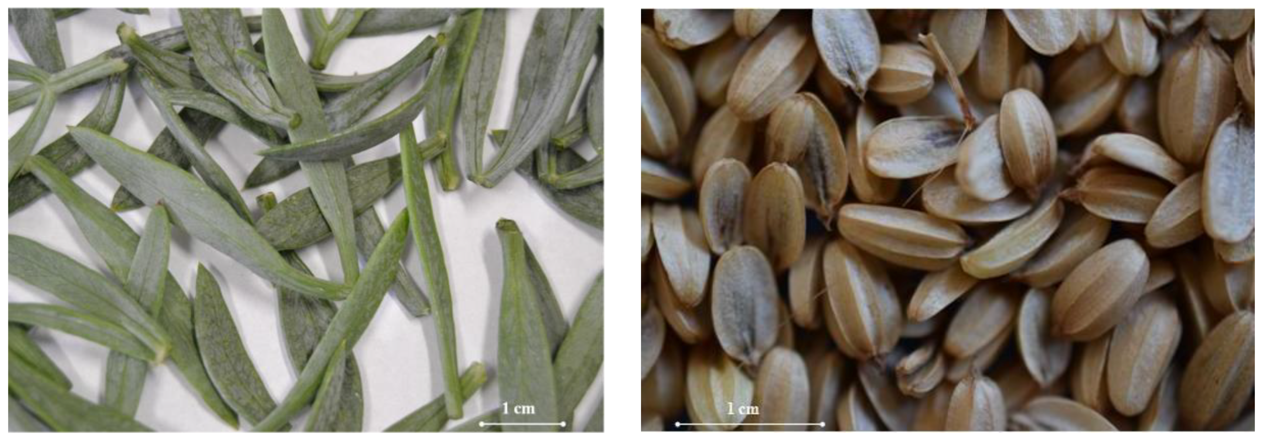 Plants 07 00092 g003