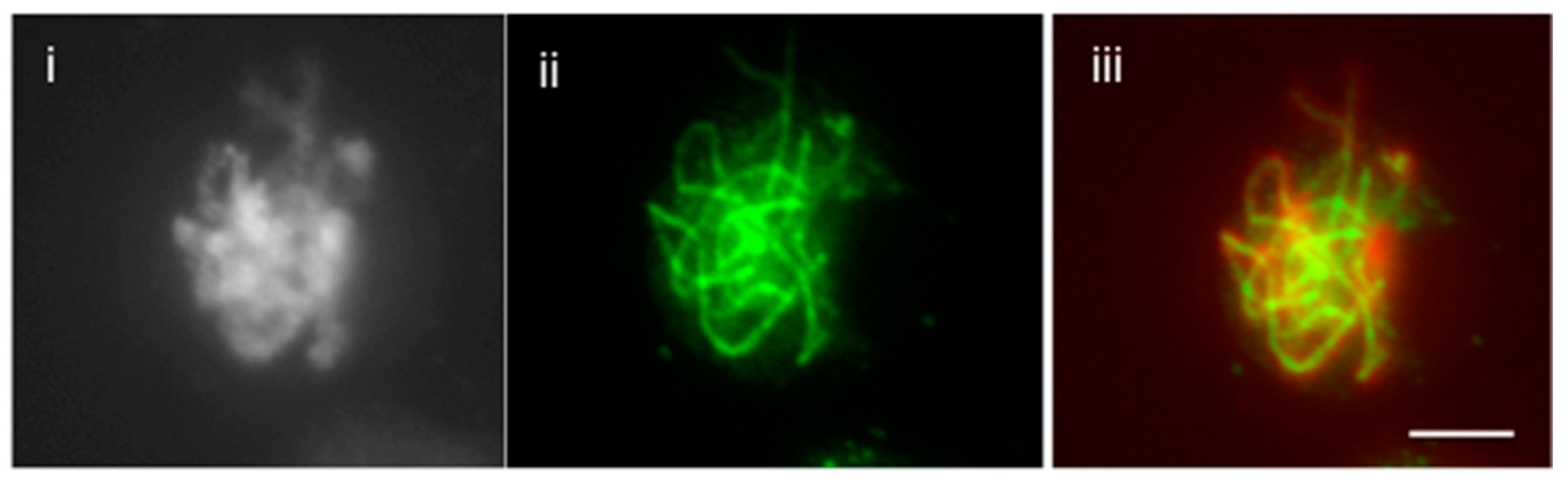 Plants 07 00093 g003