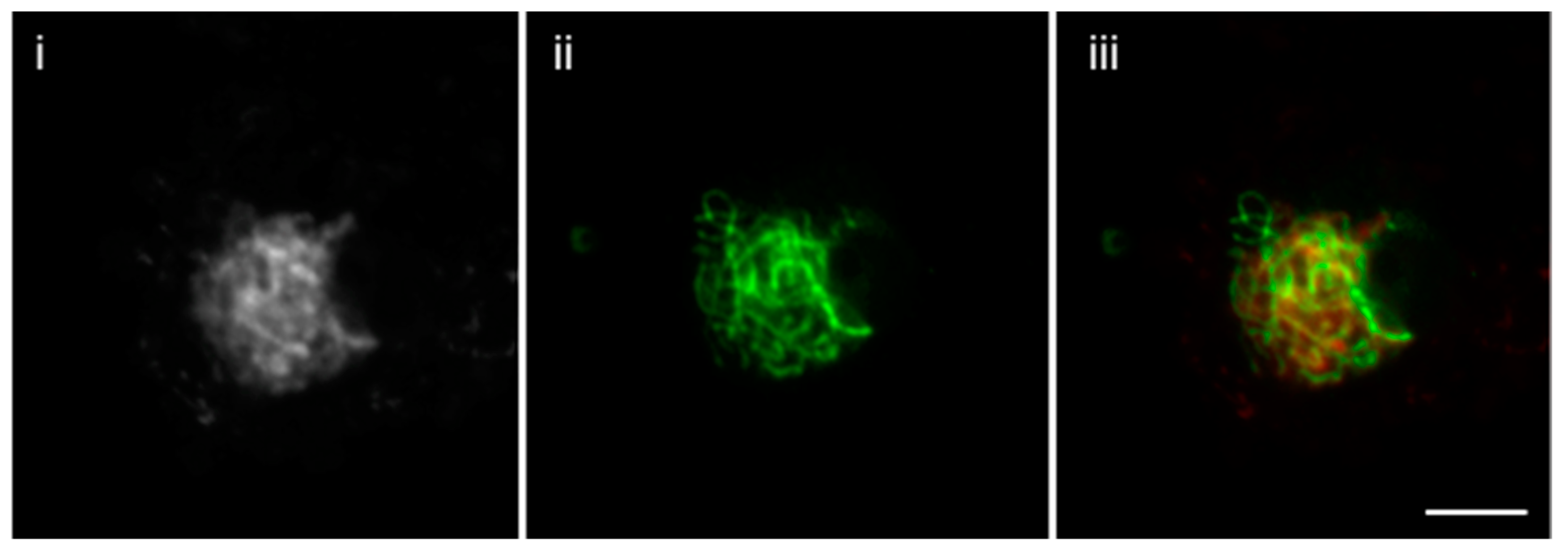 Plants 07 00093 g004