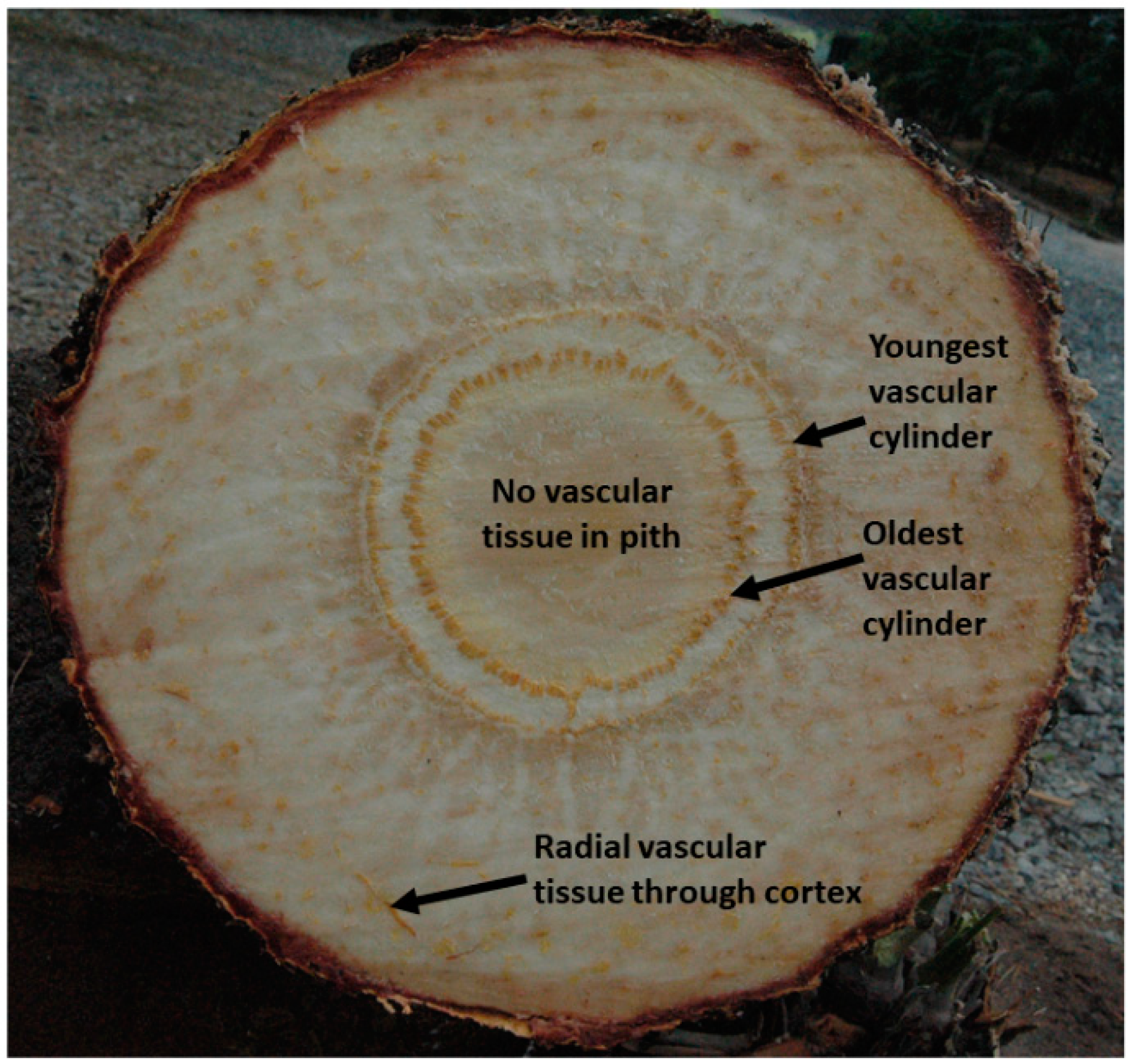 Plants 07 00094 g001 Plants 07 00094 g001