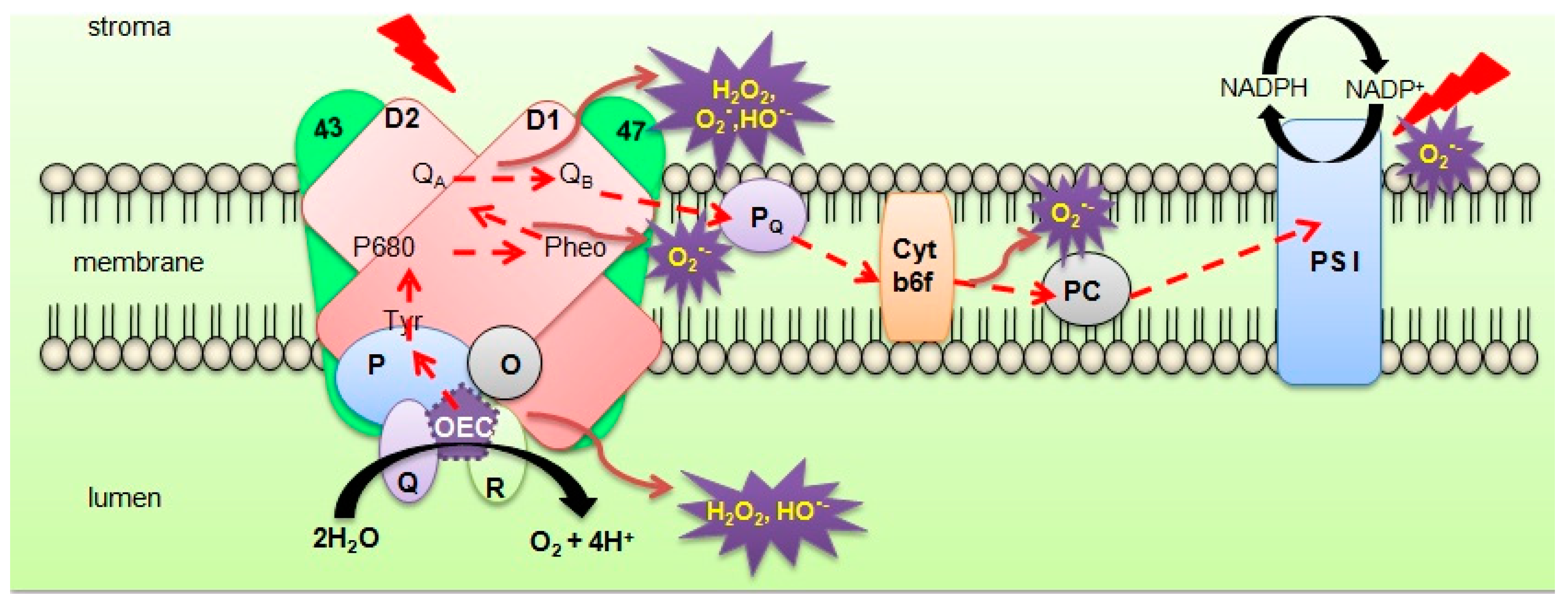 Plants 07 00100 g001
