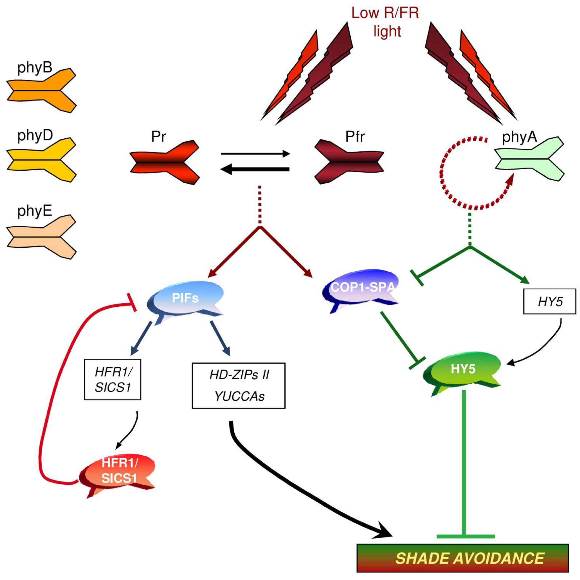 Plants 07 00102 g002 Plants 07 00102 g002