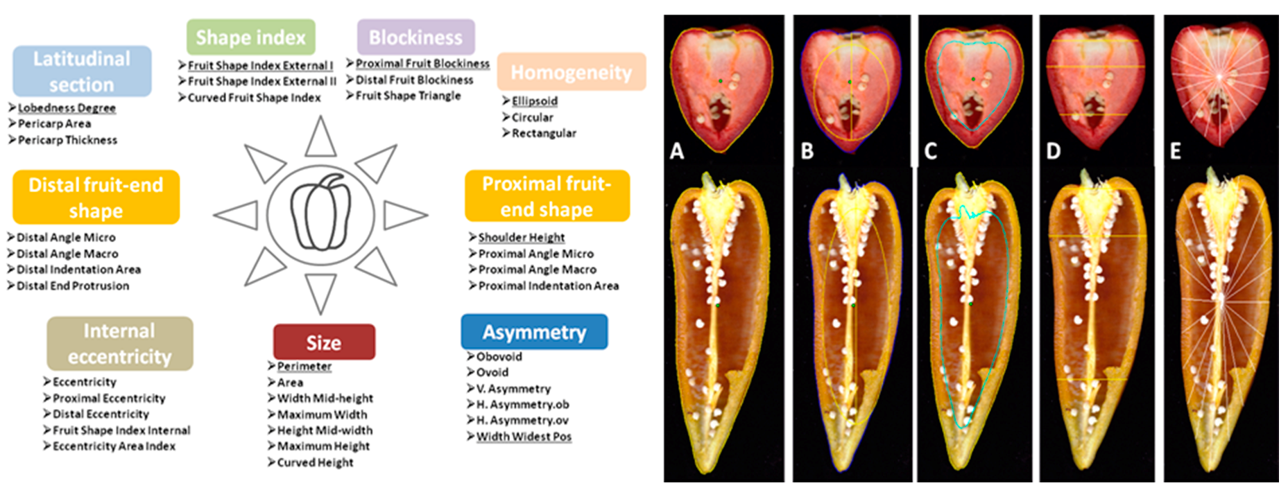 Plants 07 00103 g007
