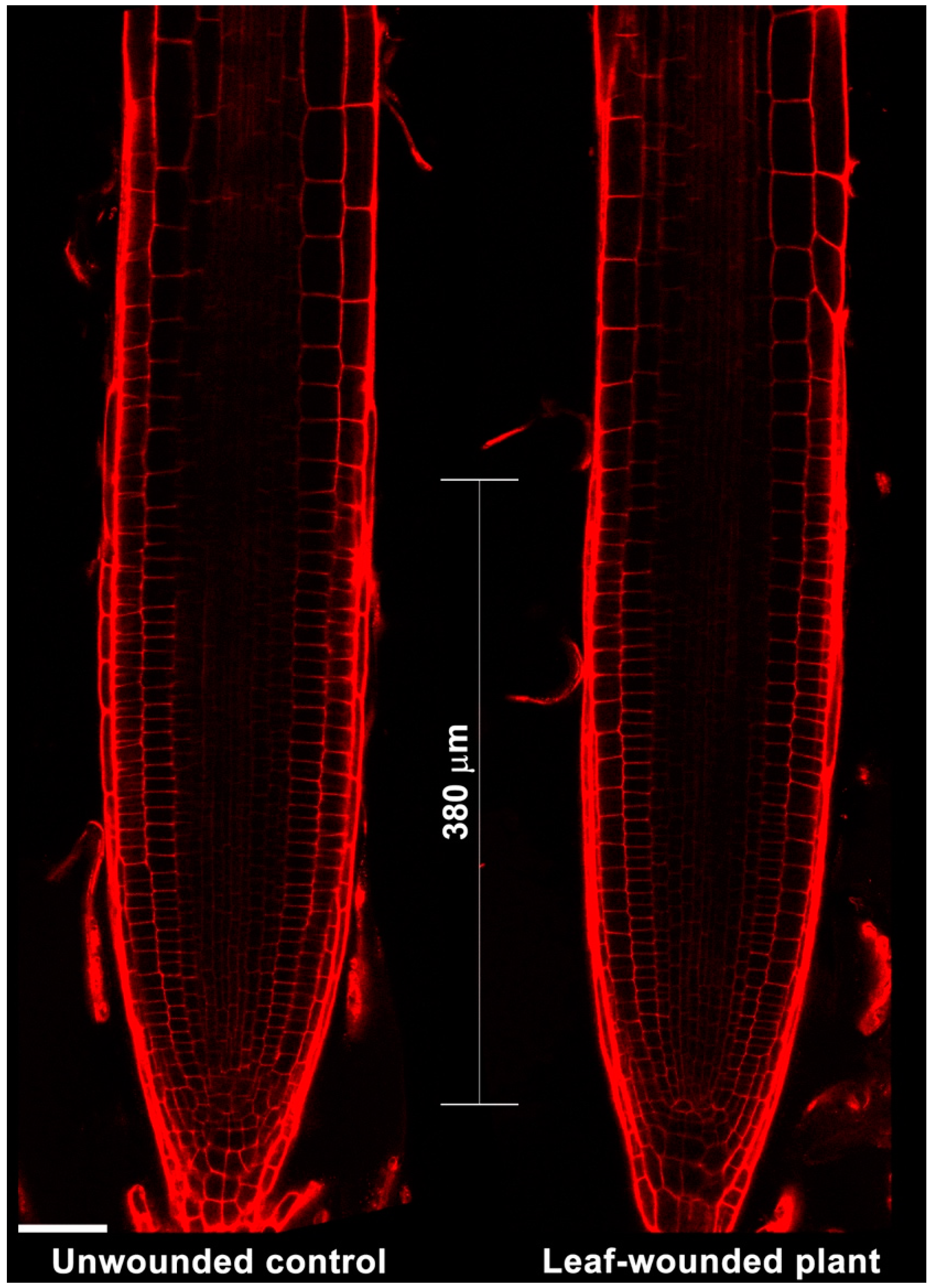 Plants 07 00107 g003