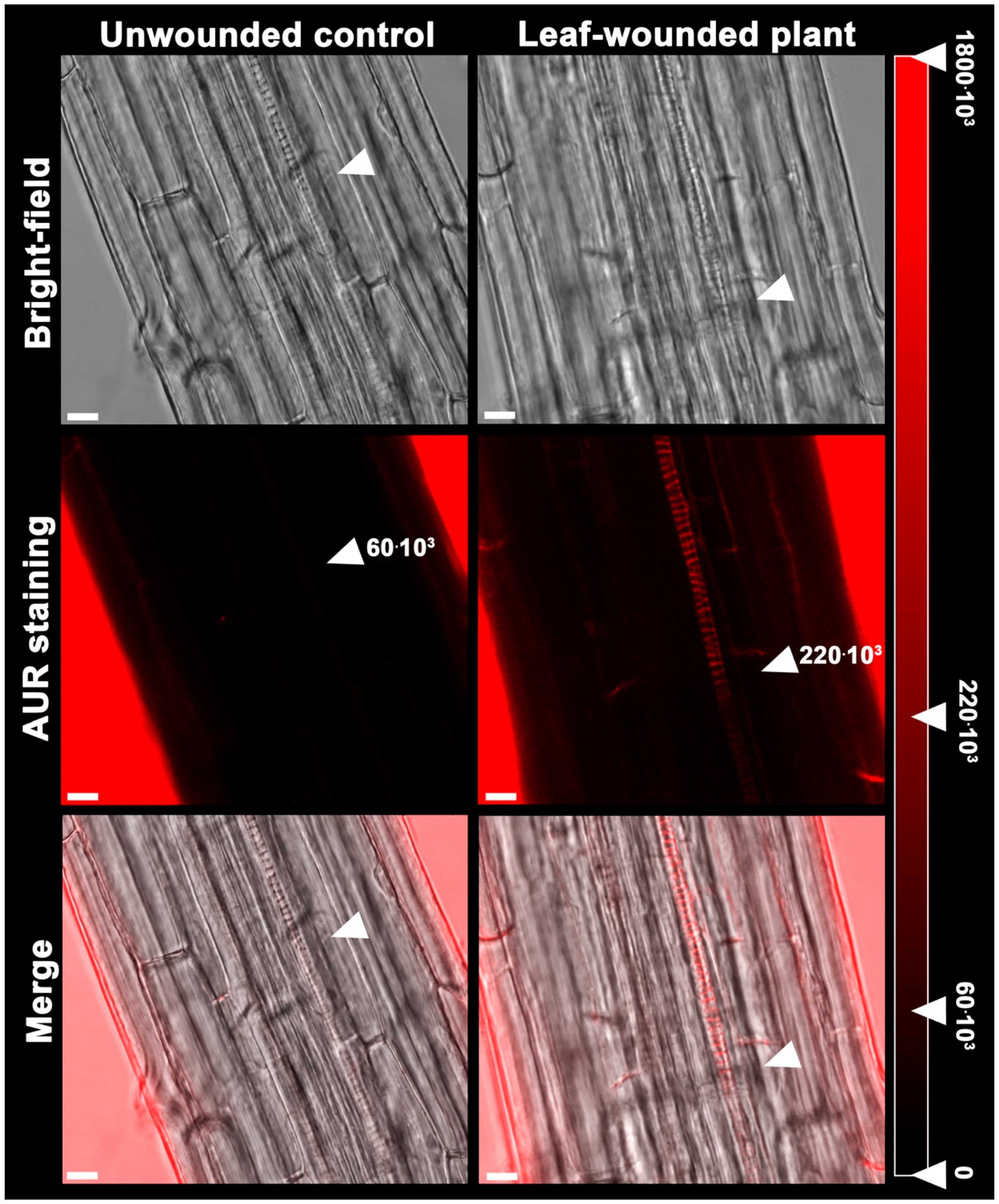 Plants 07 00107 g004