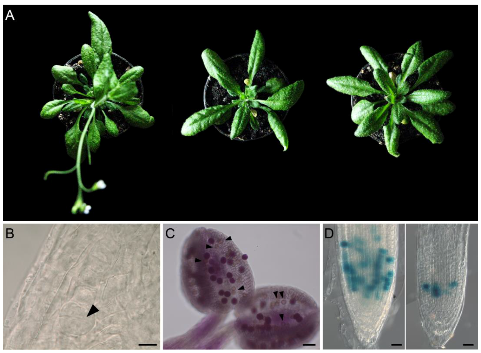 Plants 07 00108 g004