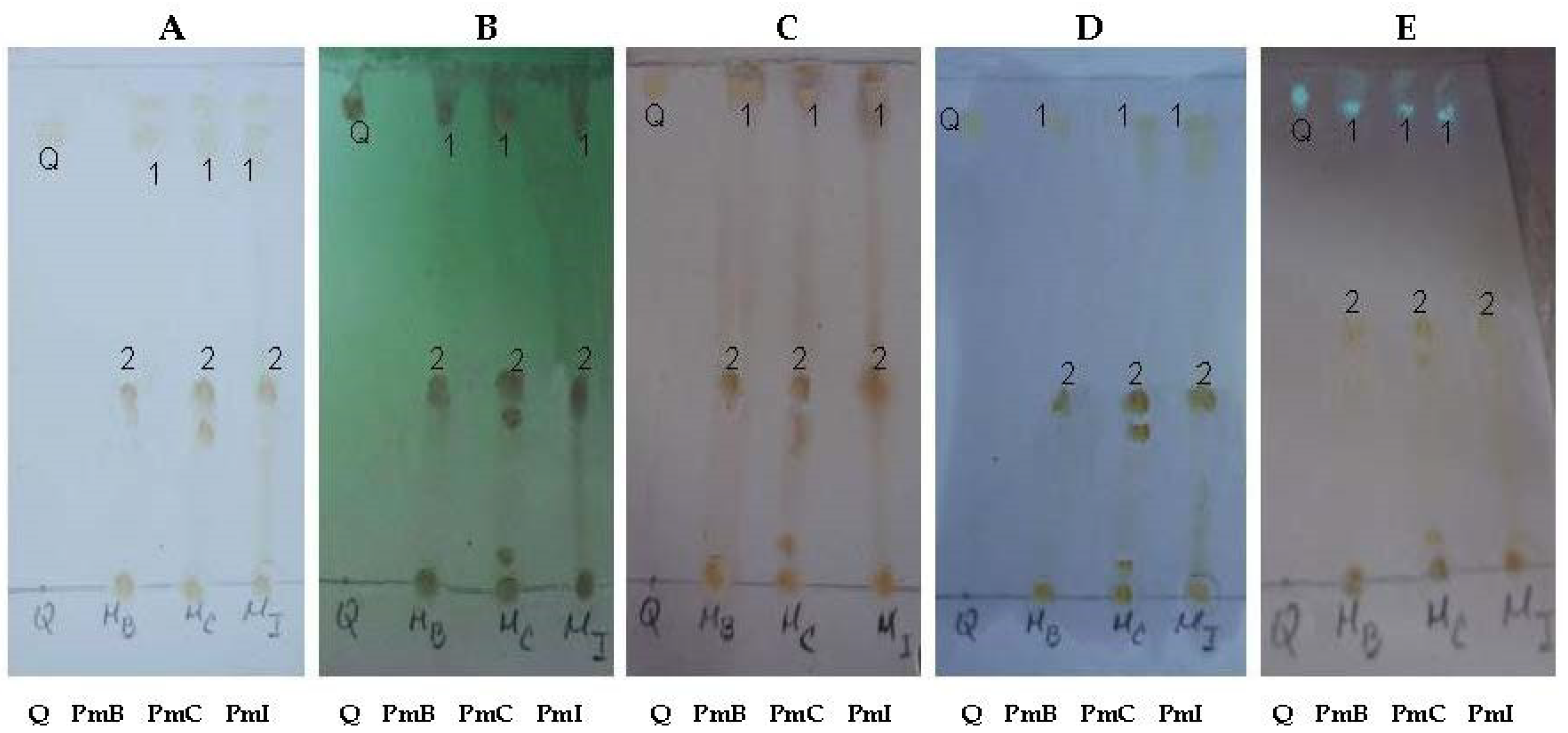 Plants 07 00110 g005