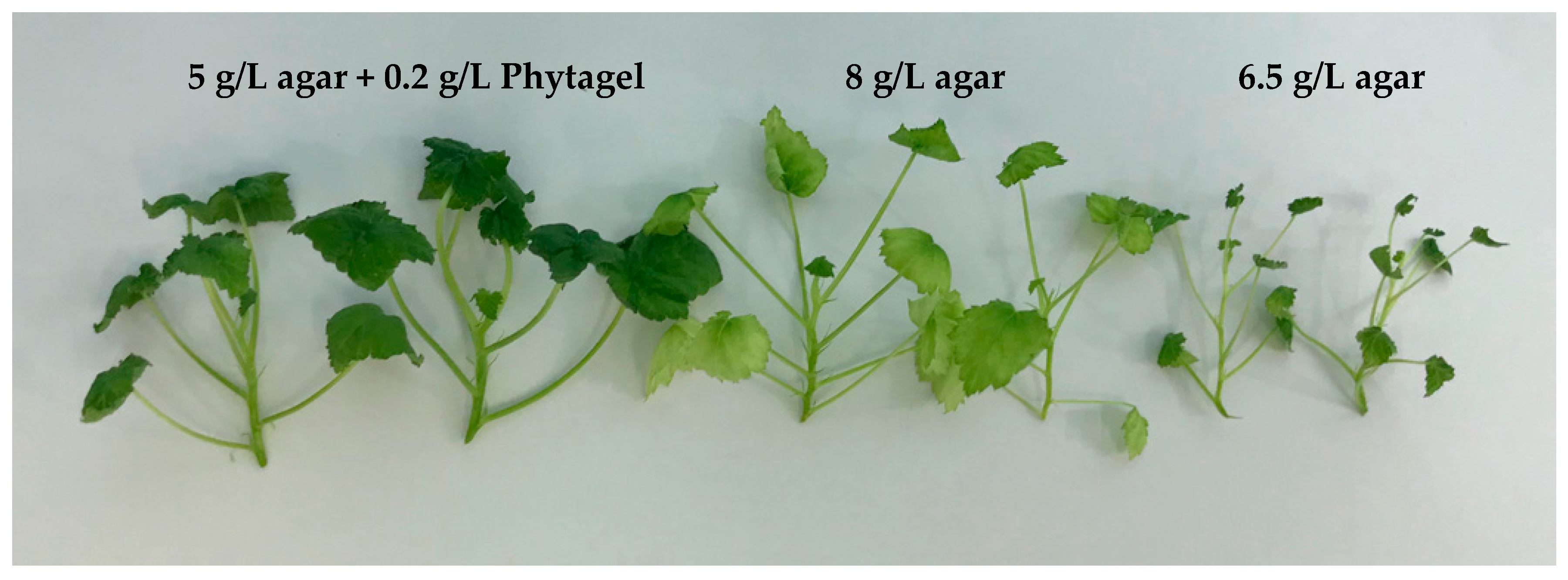 Plants 08 00003 g002 Plants 08 00003 g002