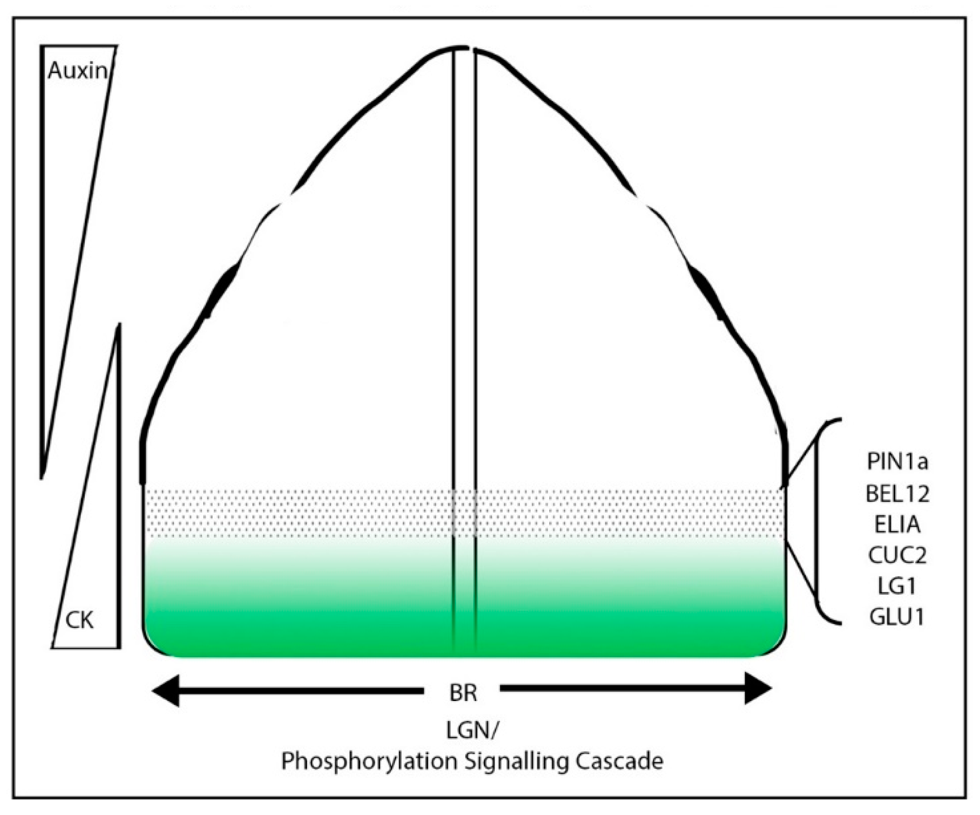 Plants 08 00004 g004 Plants 08 00004 g004