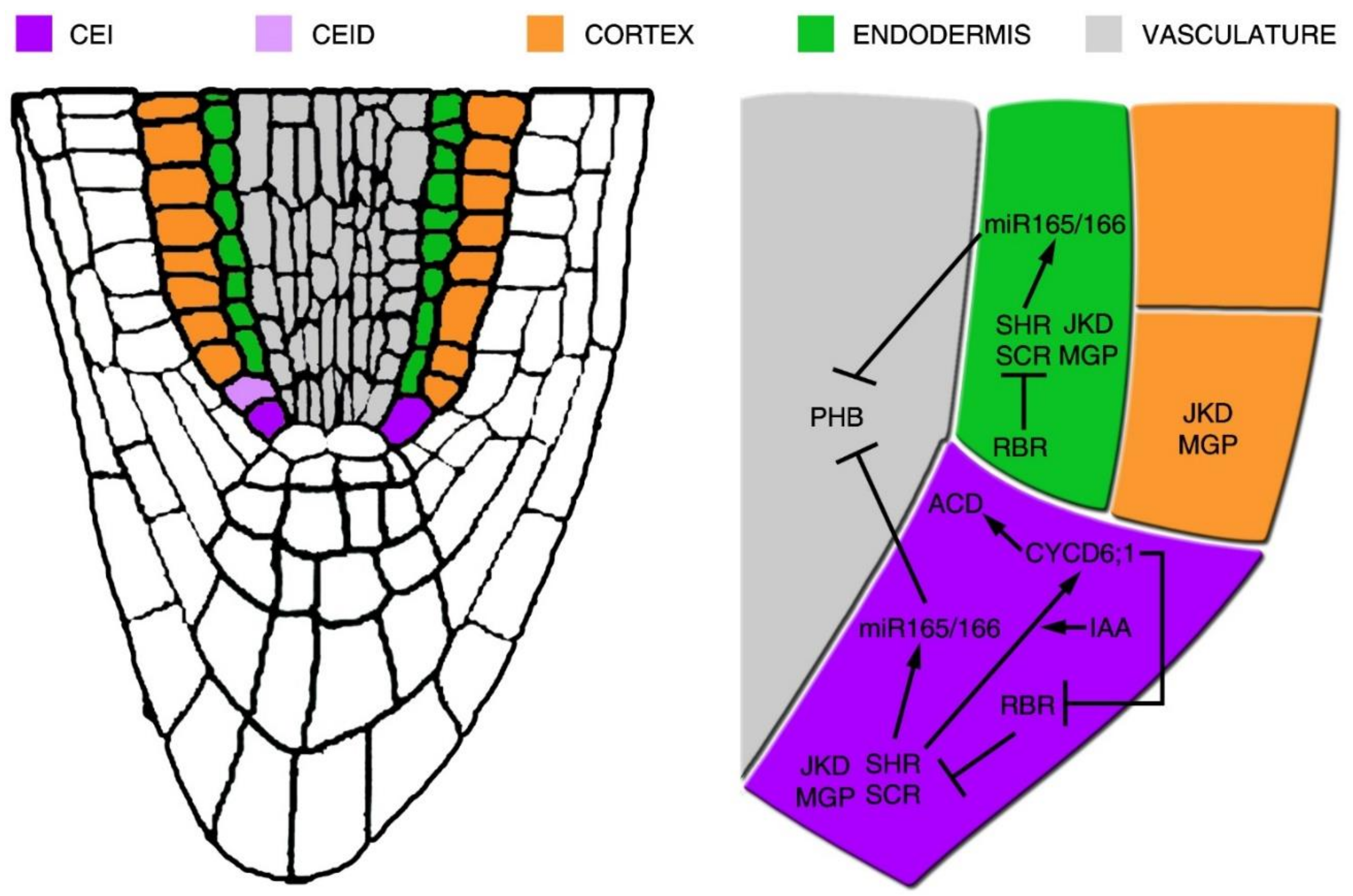 Plants Free Full Text Patterning The Axes A Lesson From The Root Html