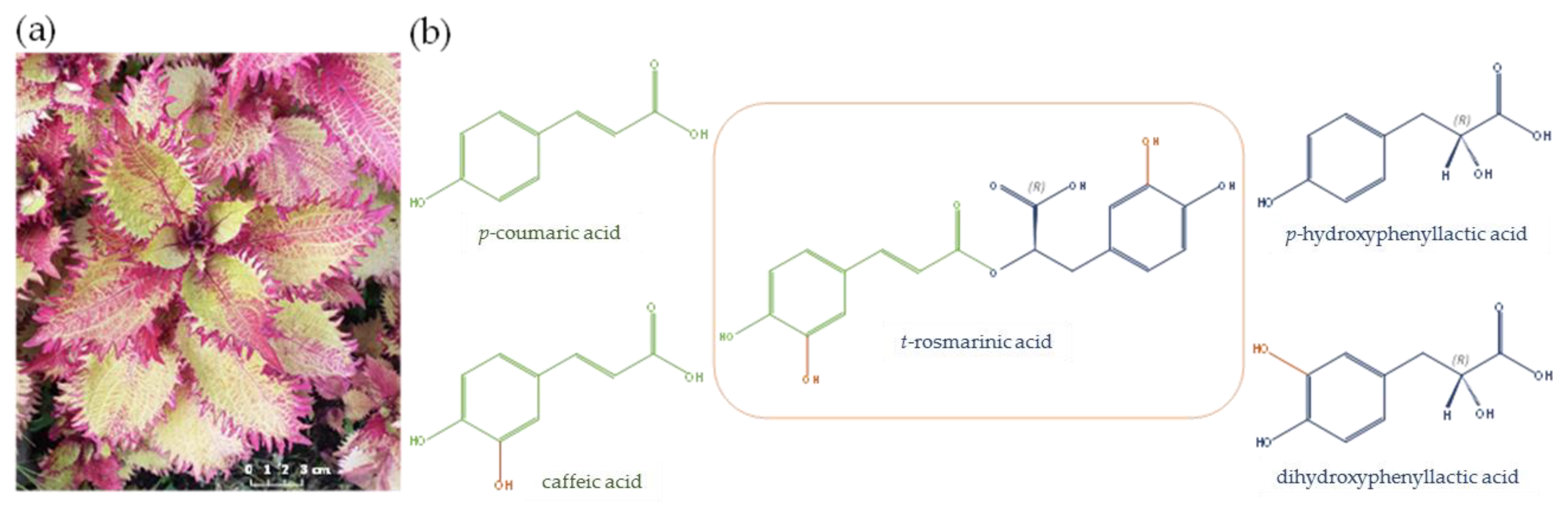 Plants 08 00050 g001