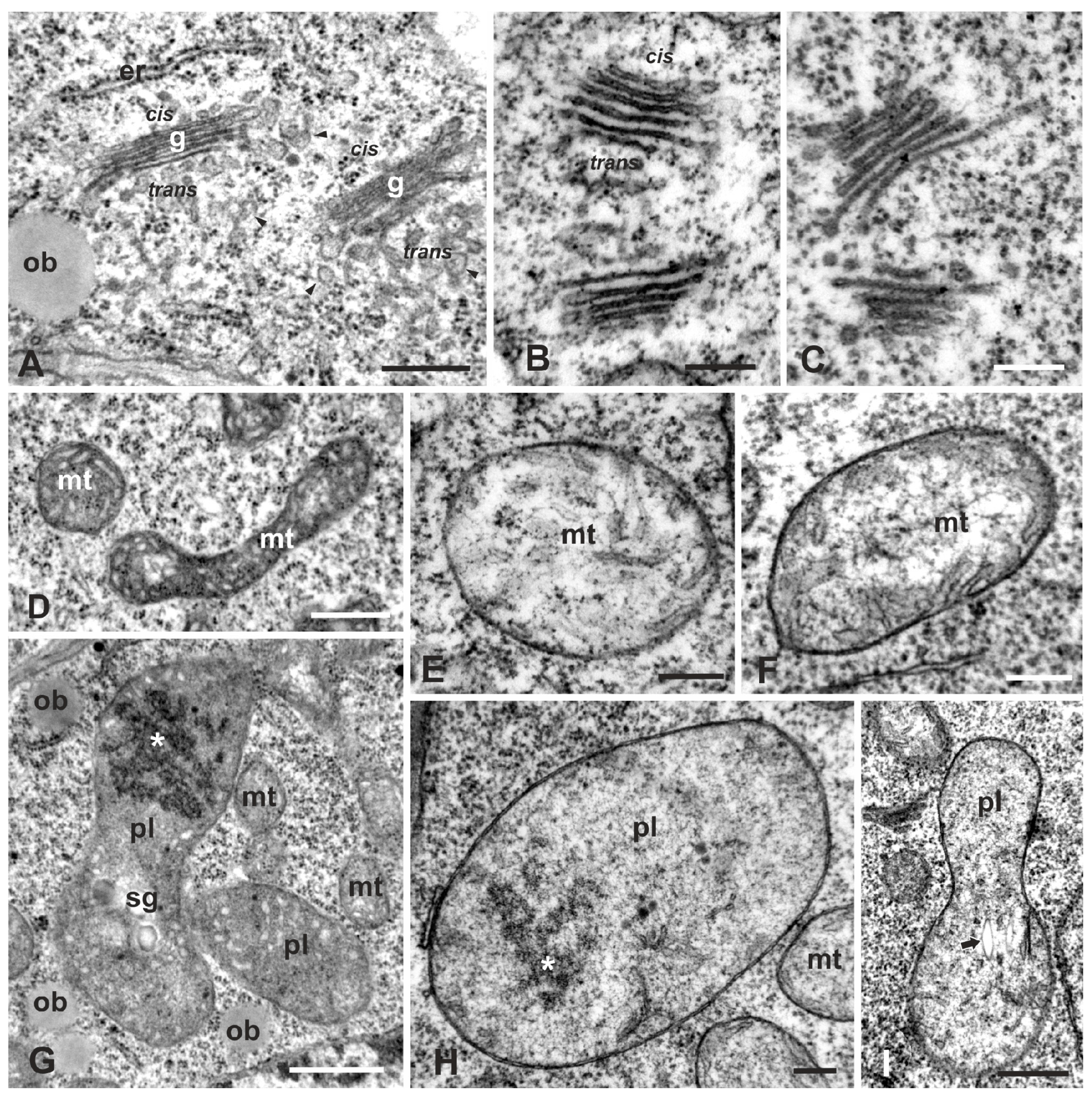 Plants 08 00062 g004 Plants 08 00062 g004