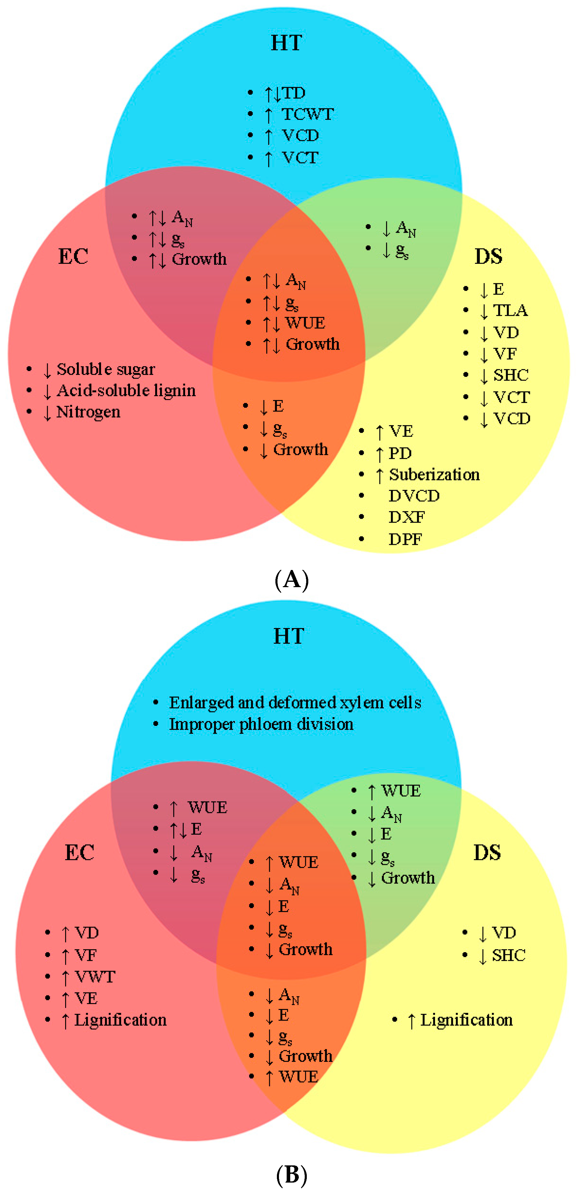 Four types of vascular bundle arrangement found in this study | Download  Table