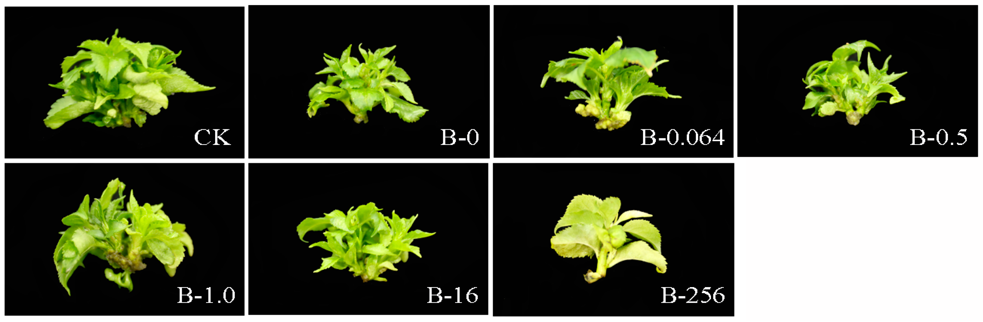 Plants 08 00066 g003