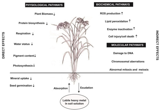 Plants