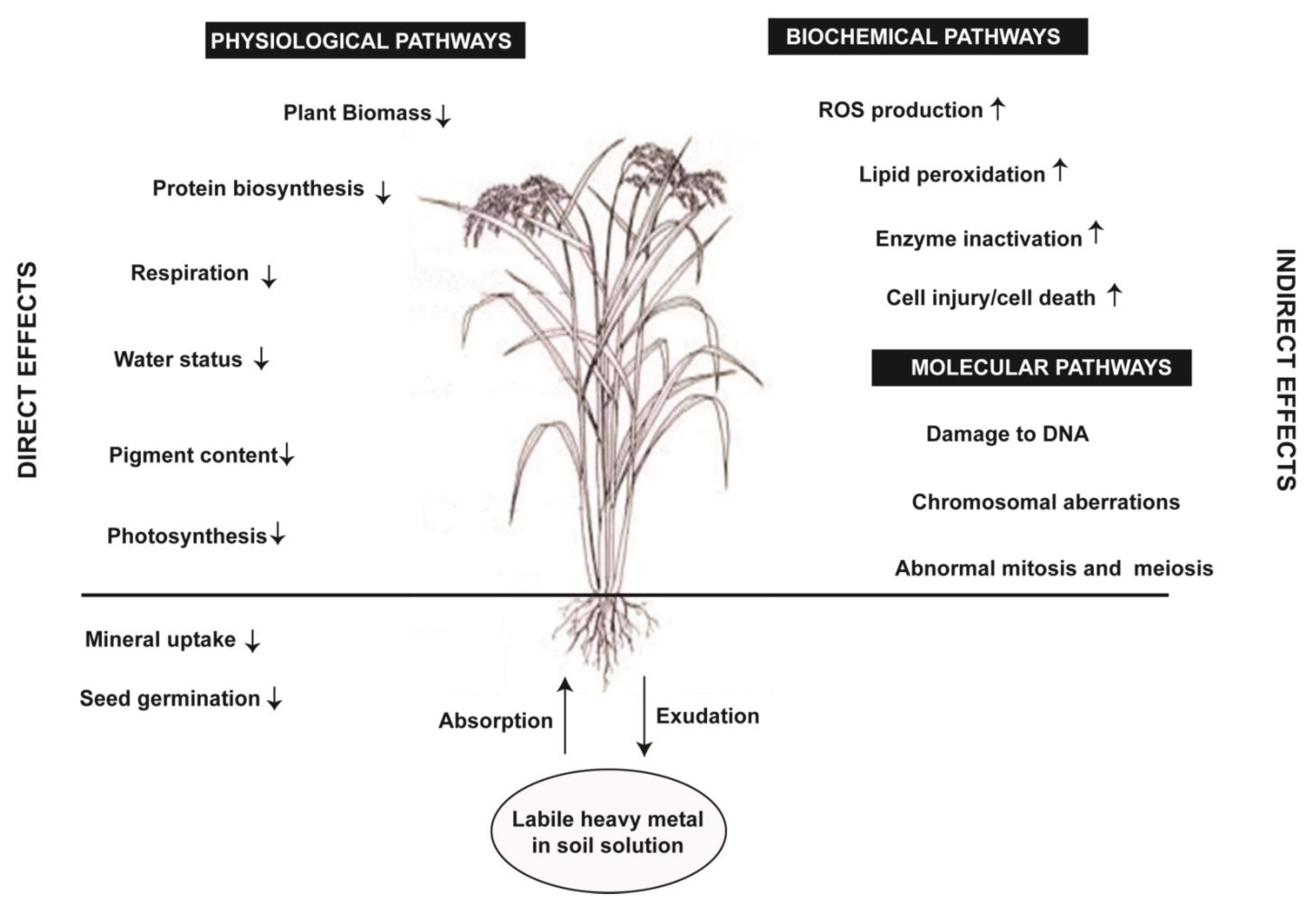 Correlation between the amount of heavy metals in the roots and