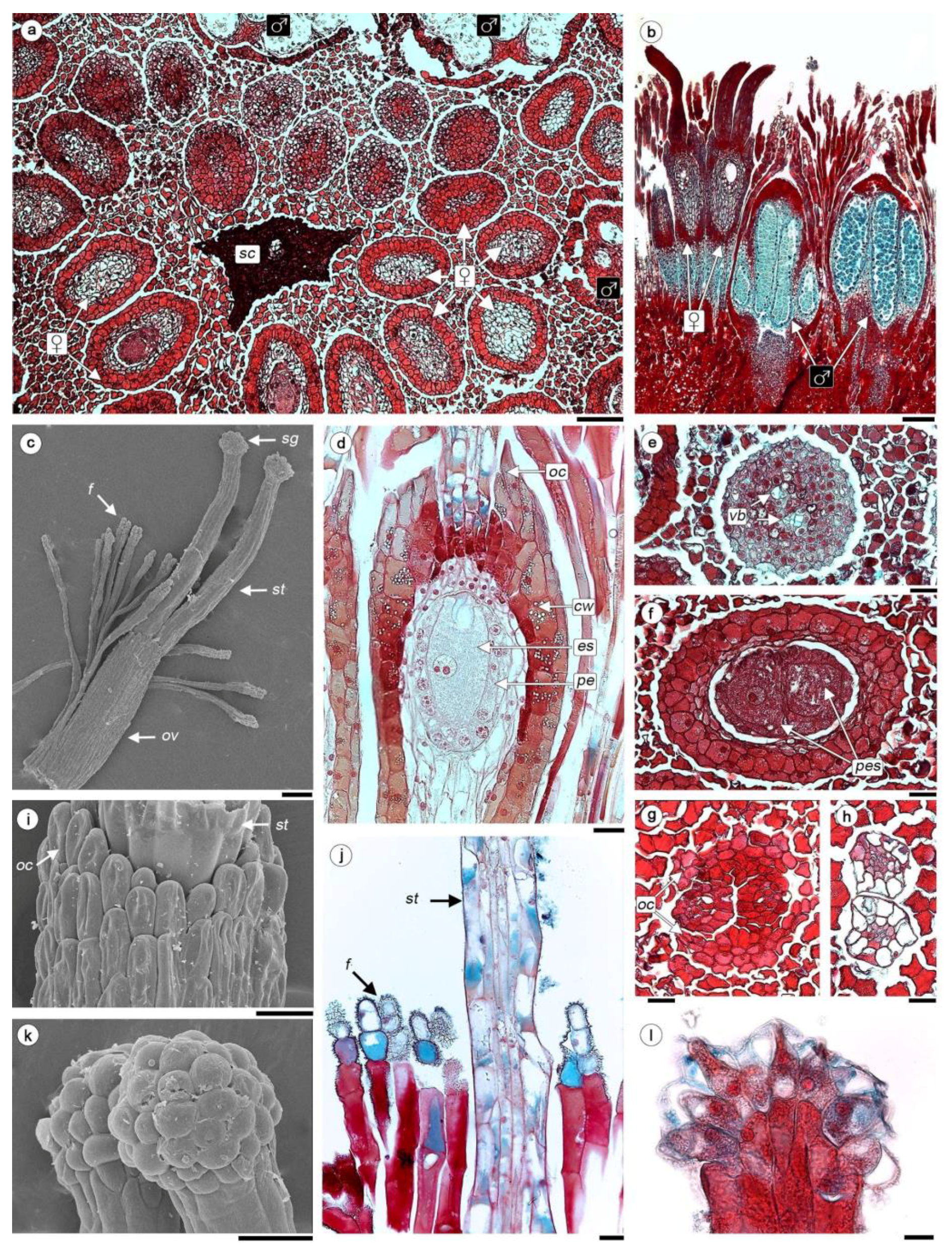 Plants 08 00074 g002