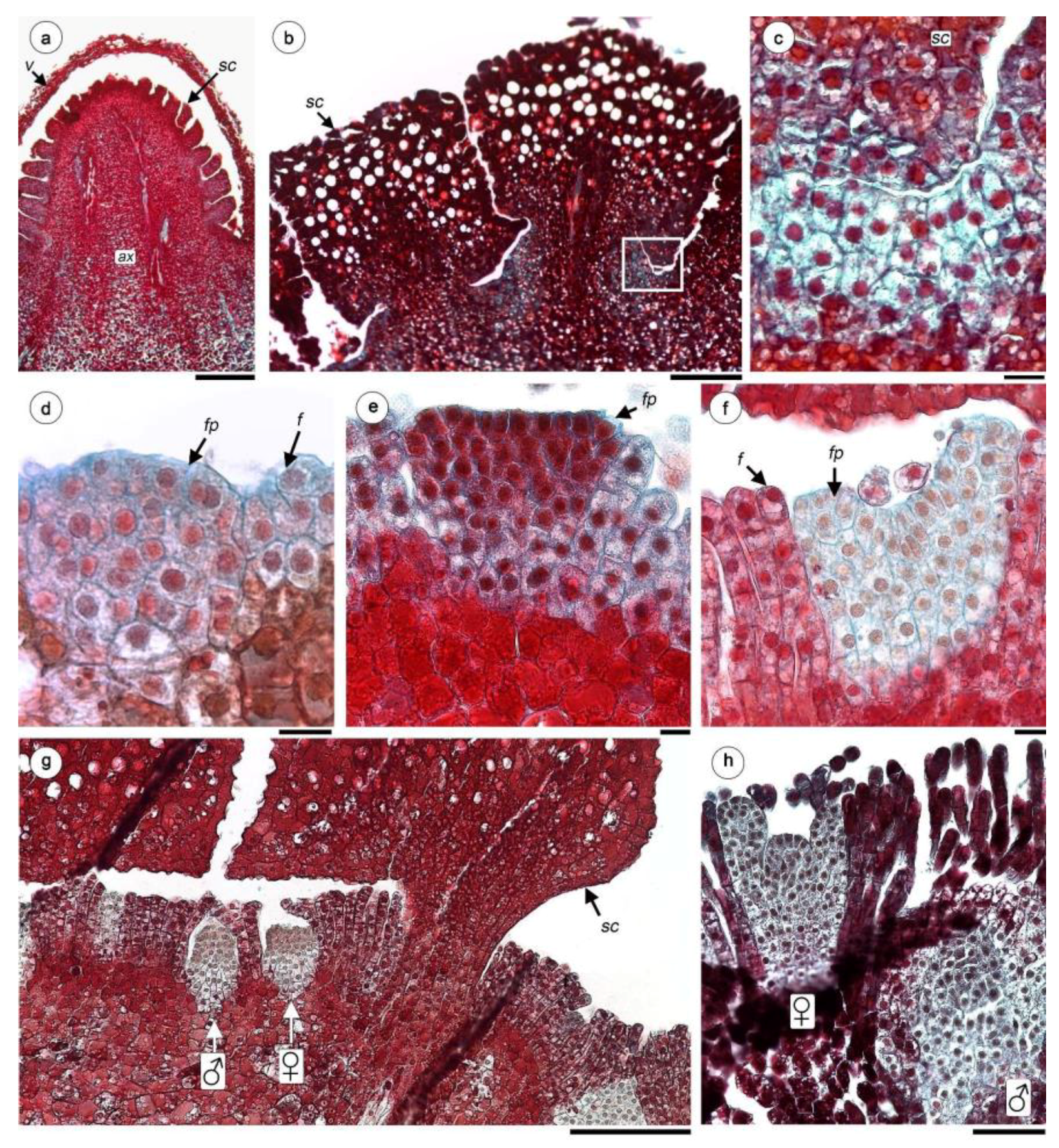 Plants 08 00074 g003