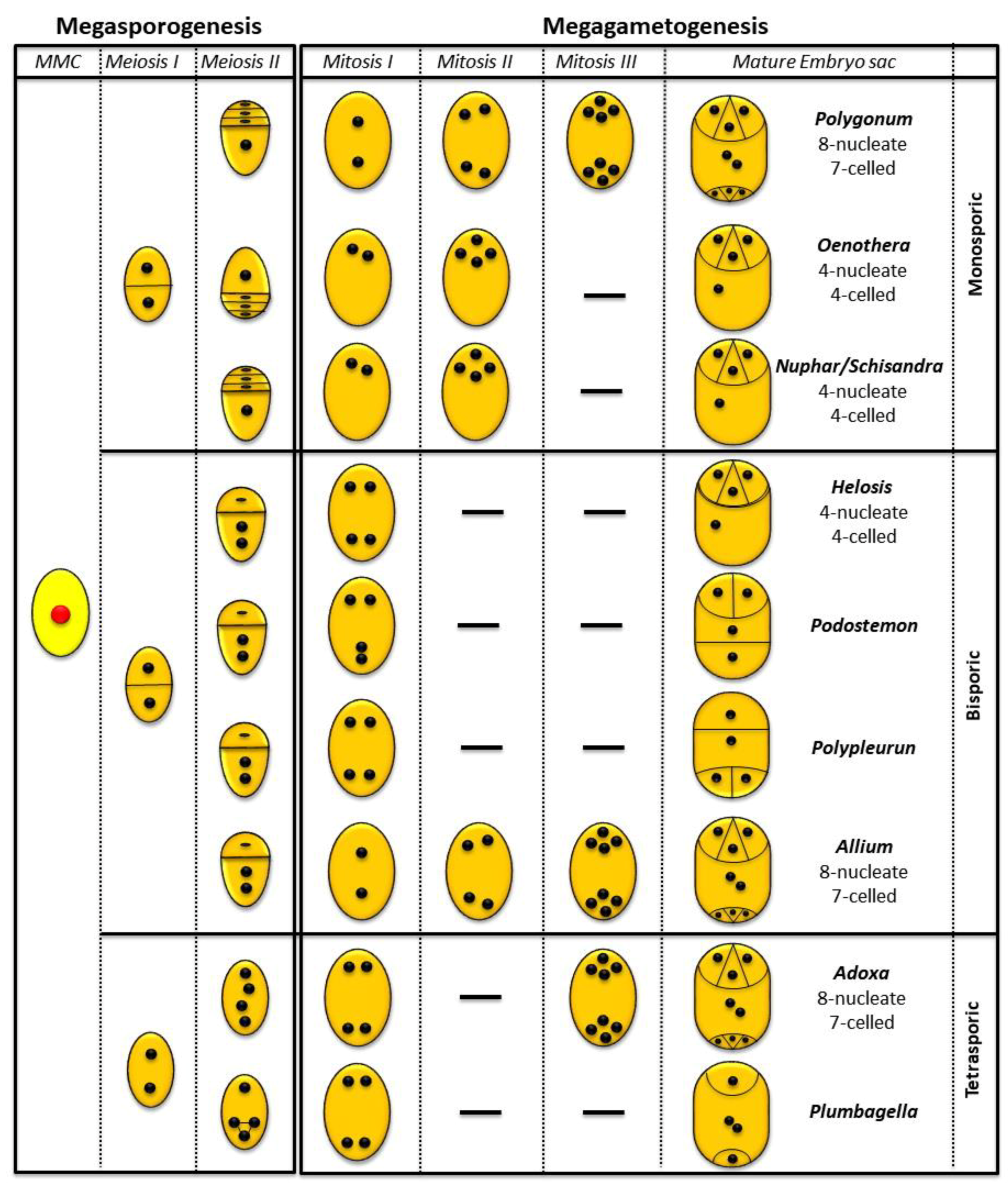 Plants 08 00074 g006