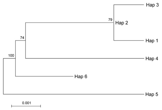 Plants Free Full Text Karyological Analysis And Dna Barcoding Of Pompia Citron A First Step Toward The Identification Of Its Relatives Html