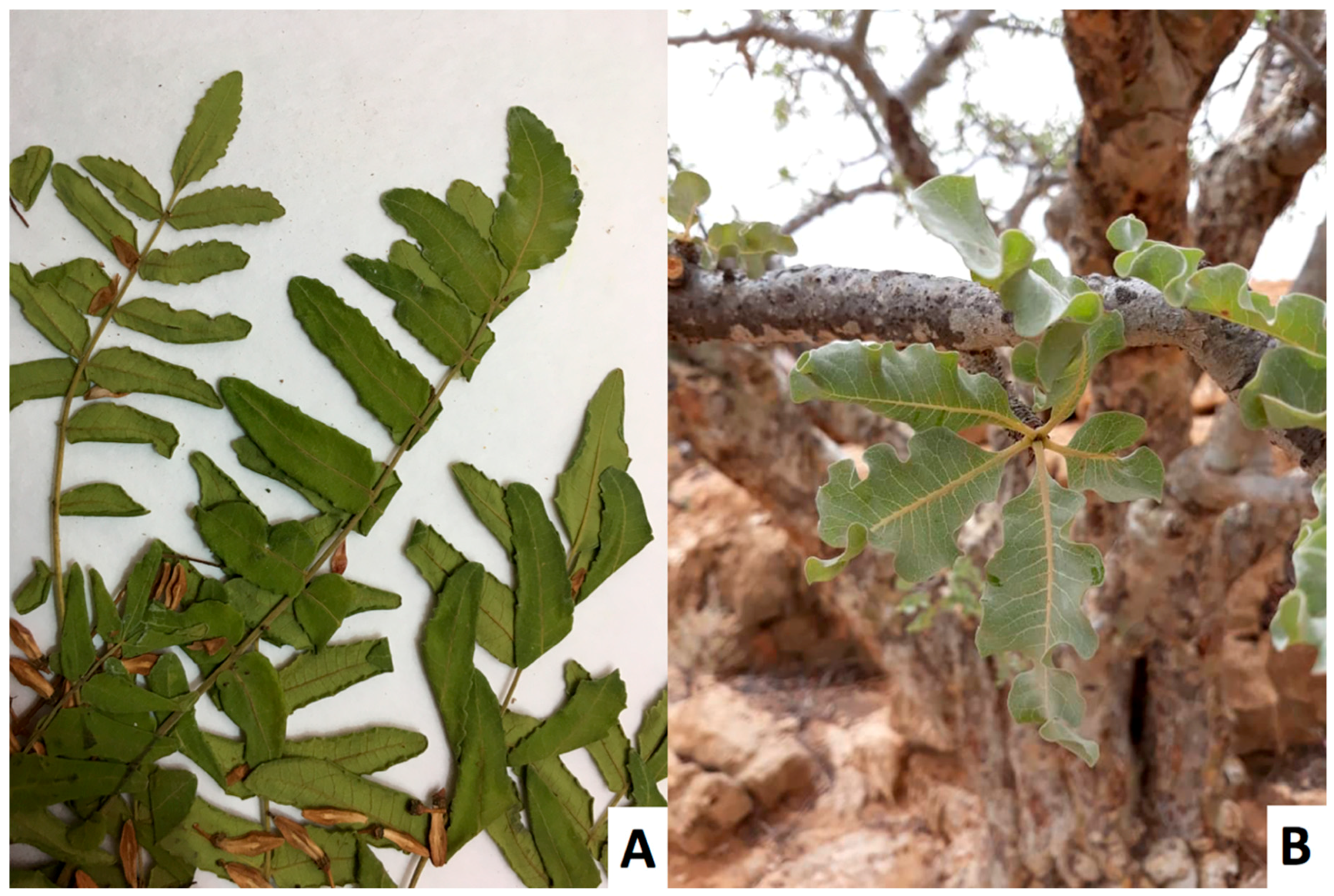 Plants 08 00088 g002 550