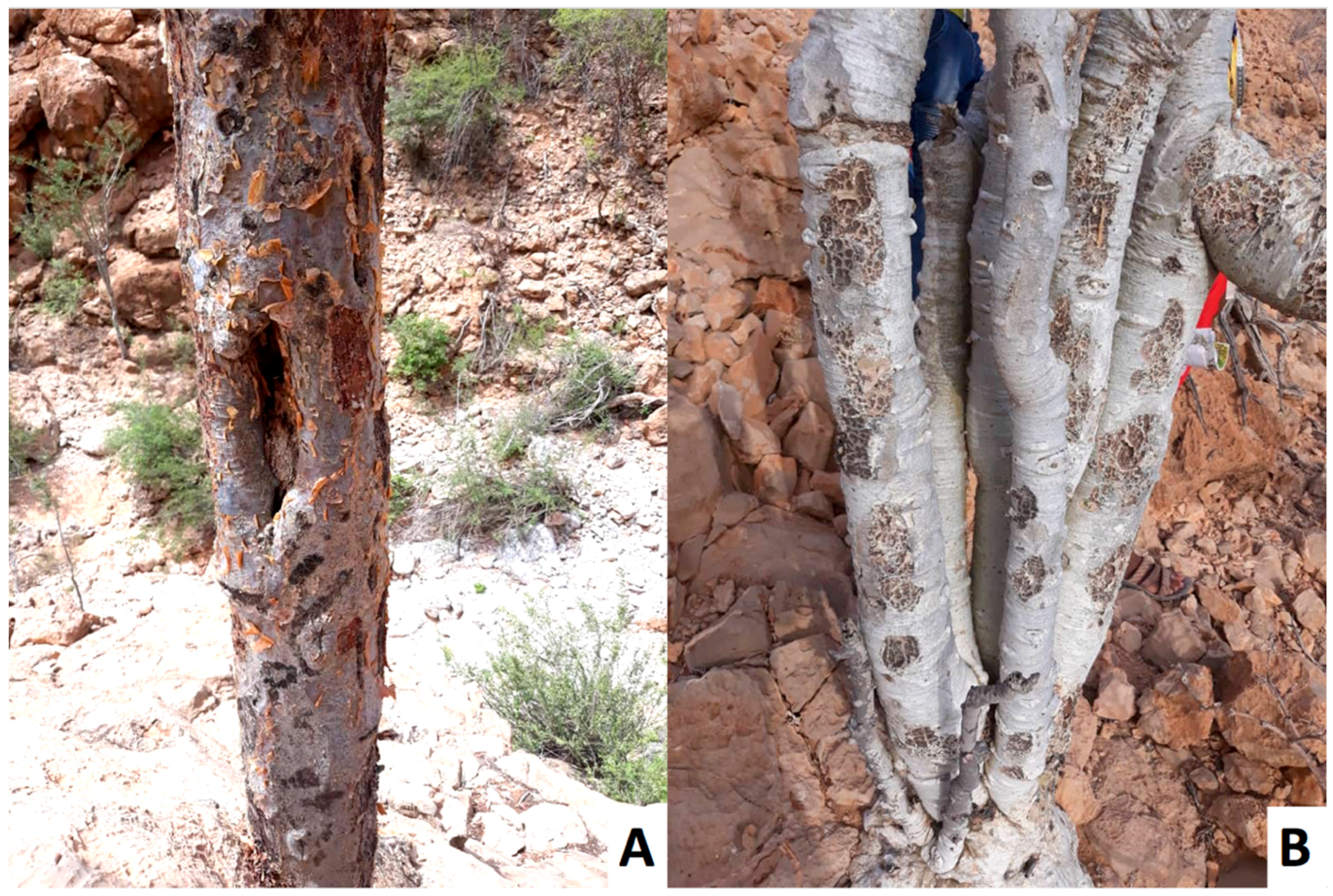 Plants 08 00088 g003 550